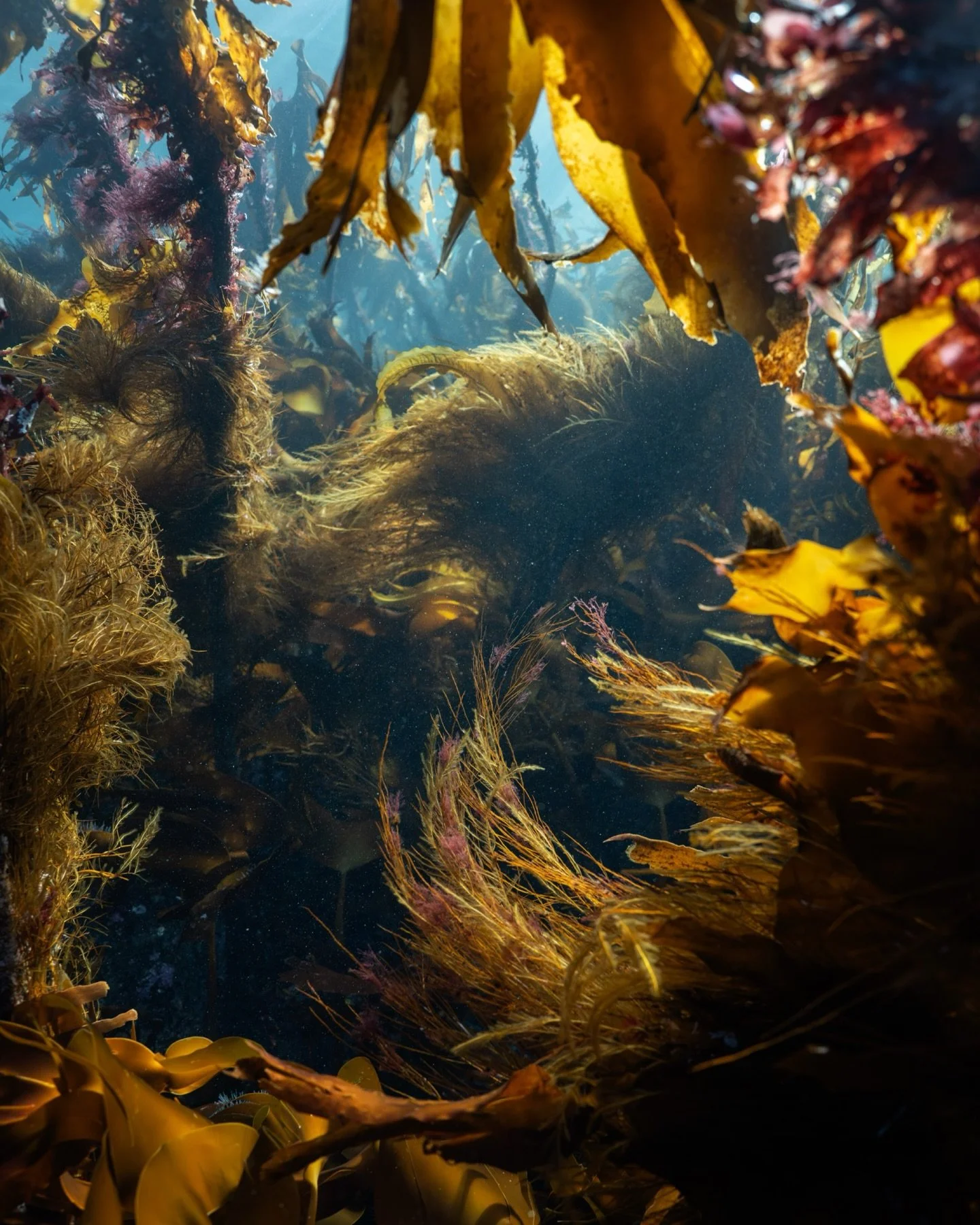The weathered, battle-hardened kelp sways resiliently beneath the waves, a silent guardian to the young taking hold. First days of spring.
I capture a world waking up beneath the surface.
But looking at the footage later, I wonder if something is wro