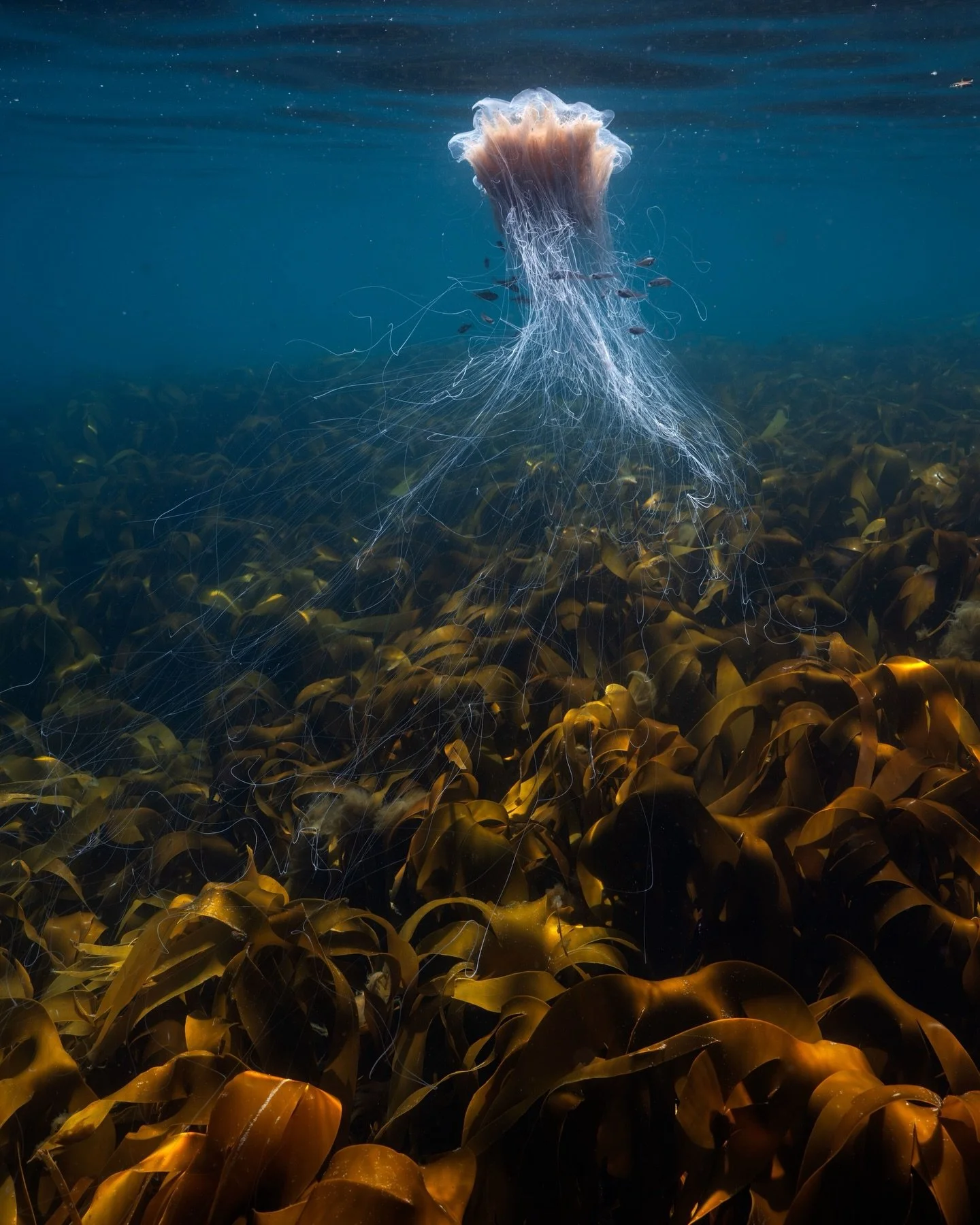 Living in a venomous fortress!
Meet the ultimate underwater bodyguards: Lion&rsquo;s Mane Jellyfish. Juvenile fish like cod and whiting dart through these stinging tentacles to hide from larger predators and score free snacks. 
Unlike clownfish, thes