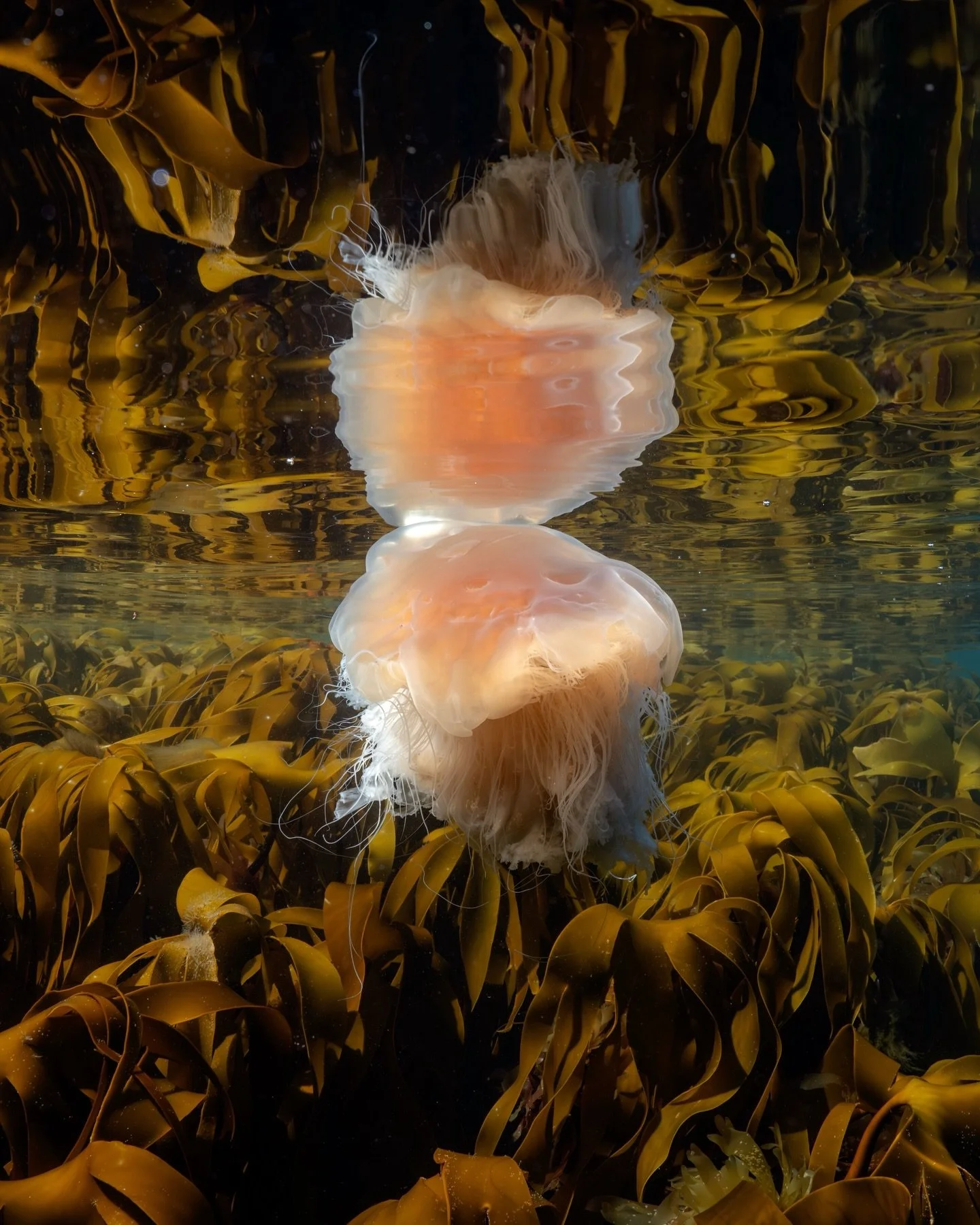 Beneath the surface of the Norwegian coast.
Norway&rsquo;s coastline stretches 2.5 times around the equator. Thousands of islands, skerries, and fjords. Much of it should be lined by kelp forests that have been here for thousands of years.
These fore