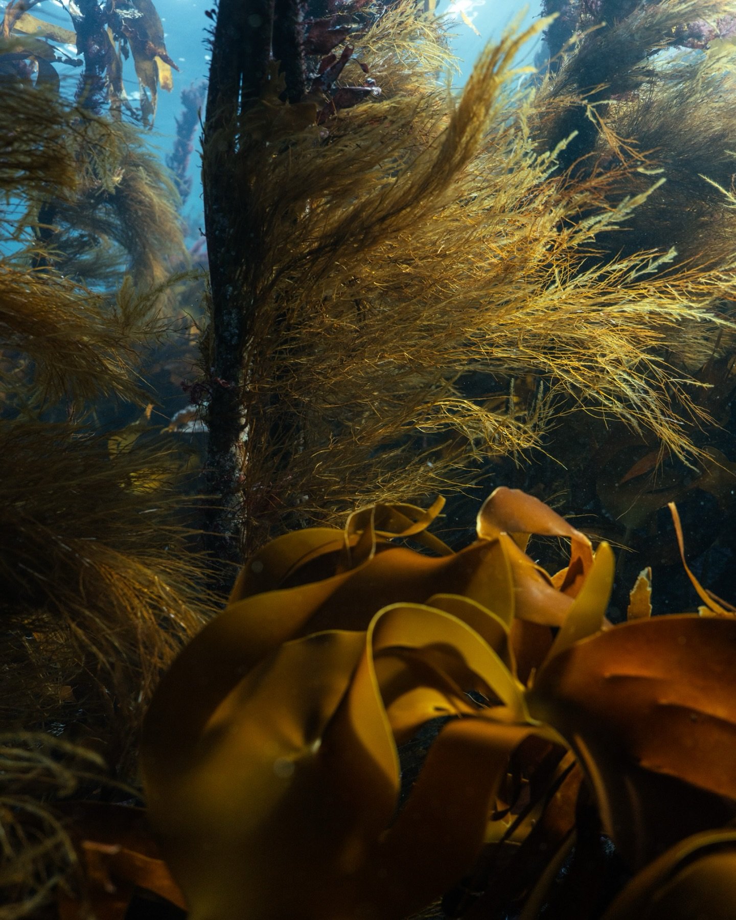 Every time I dive down into the kelp forest, under the blades, I find something to capture.

I work between the stems of an ecosystem that looks like it does everything right, it produces oxygen, it captures carbon, it shelters life in every directio