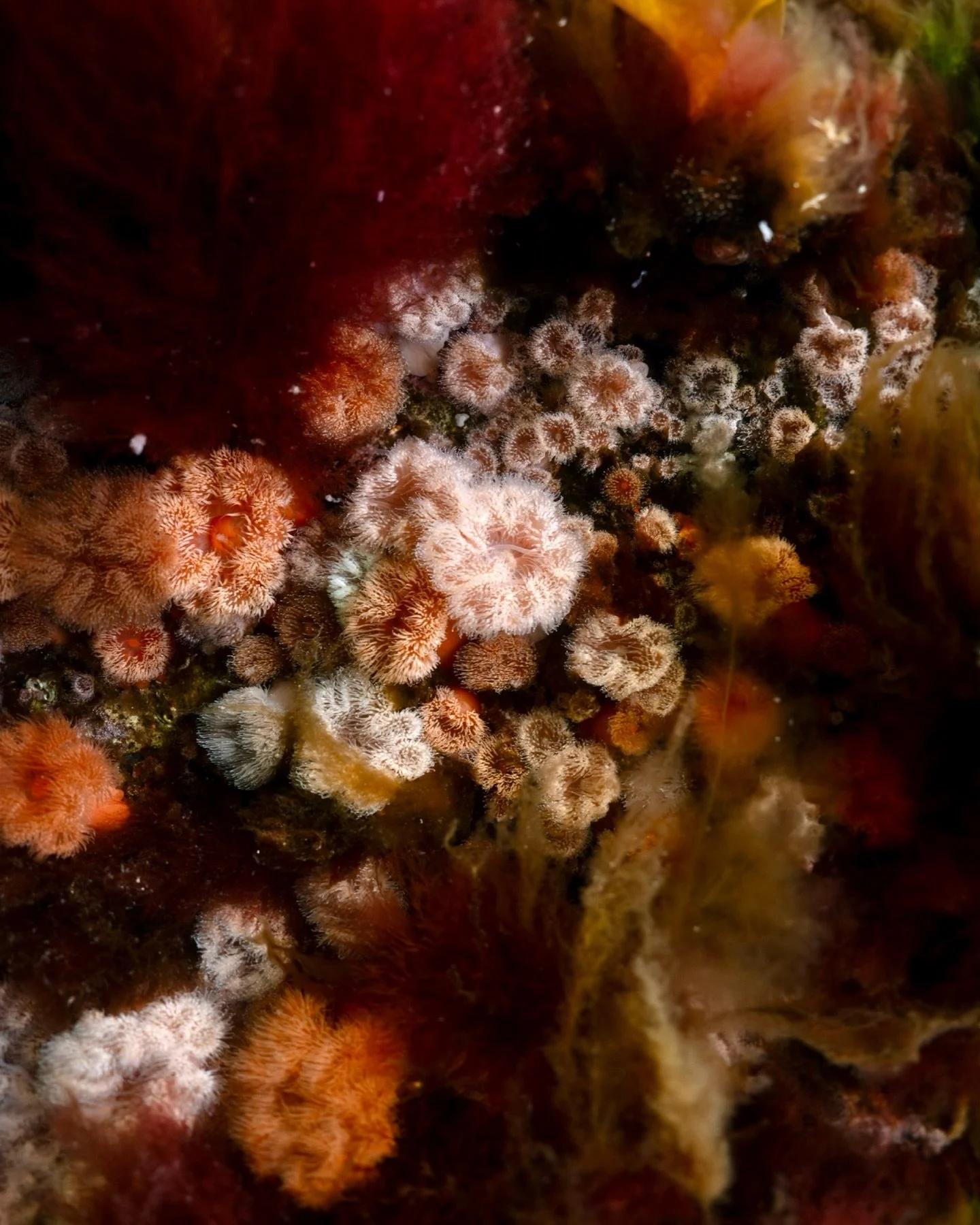 I tend to see only the negative in the ocean these days. Guess it is natural when your job is to document the human impact on the ecosystems below the surface. 
But it gives me energy to discover the small, beautiful wonders that also exist between t