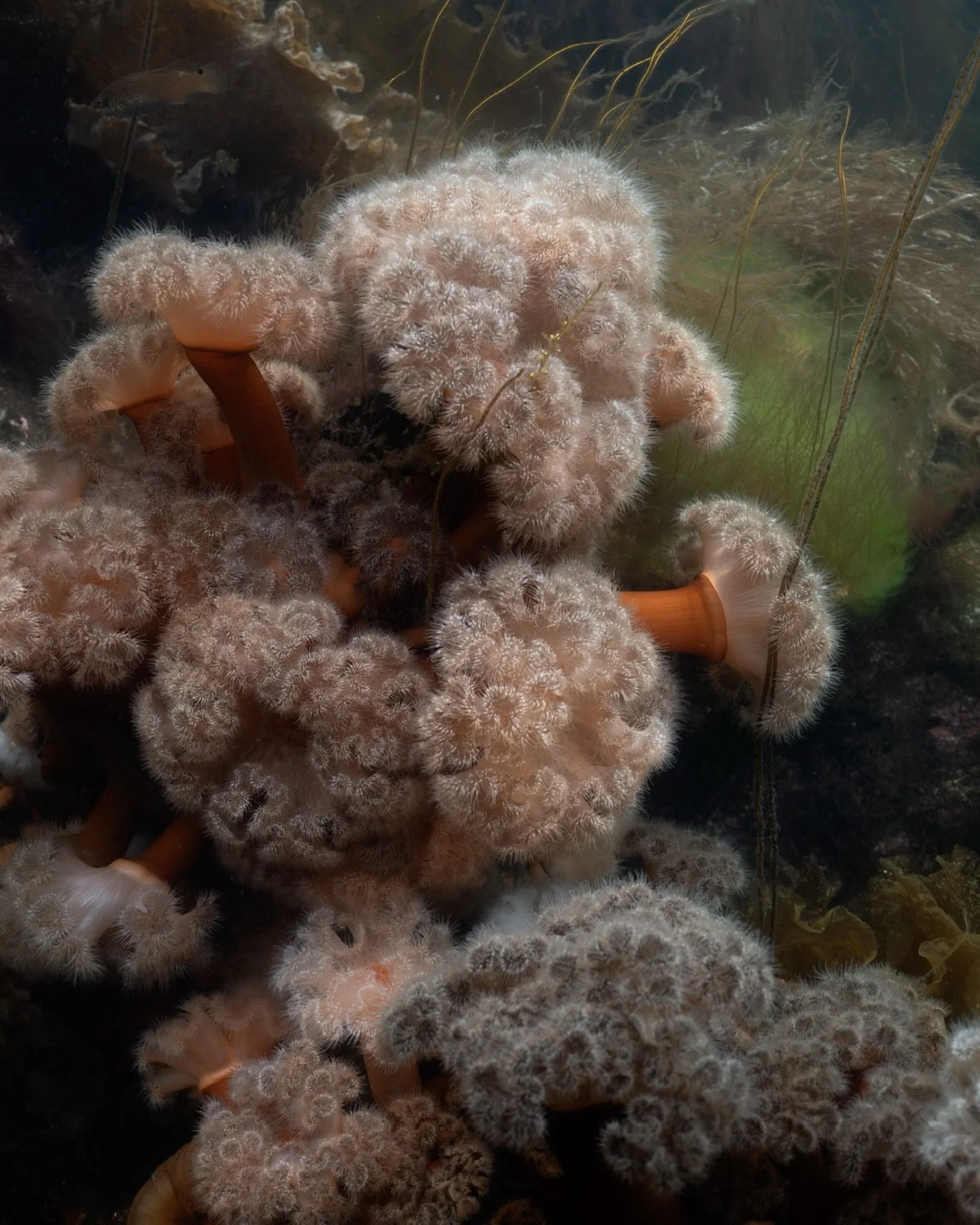 When ecosystems start changing we tend not to see it. We only see the beauty that is still there. But if you really look, feel and think, you discover it. The filamentous algae weaving through everything, thriving on the nutrients we pour into the se