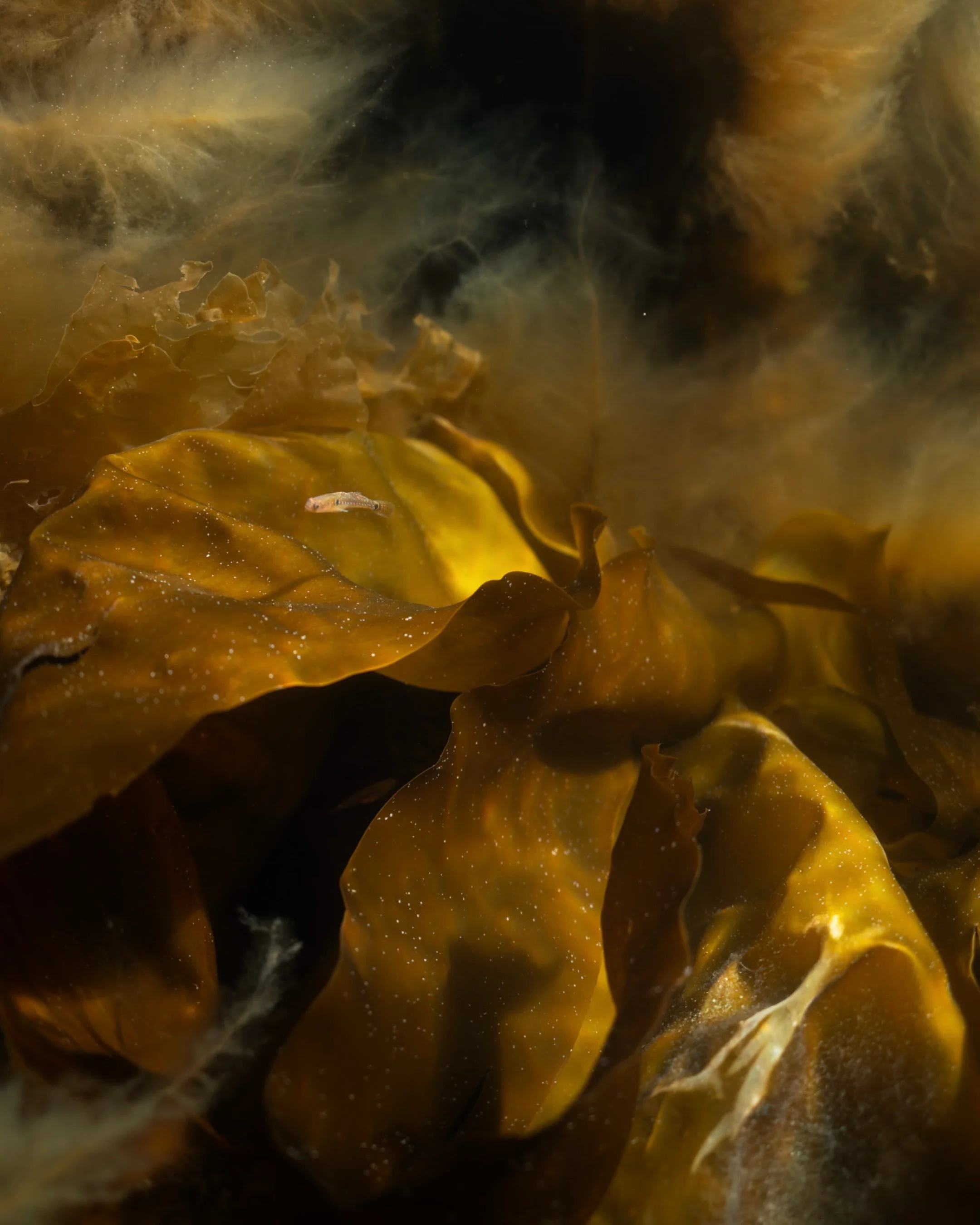 Field Notes From the Ocean:
At first glance, there almost seemed to be new and exotic species drifting in the current. But it was filamentous algae, already starting to suffocate the tangle kelp and furbellow kelp. It was morbidly beautiful.

Exactly