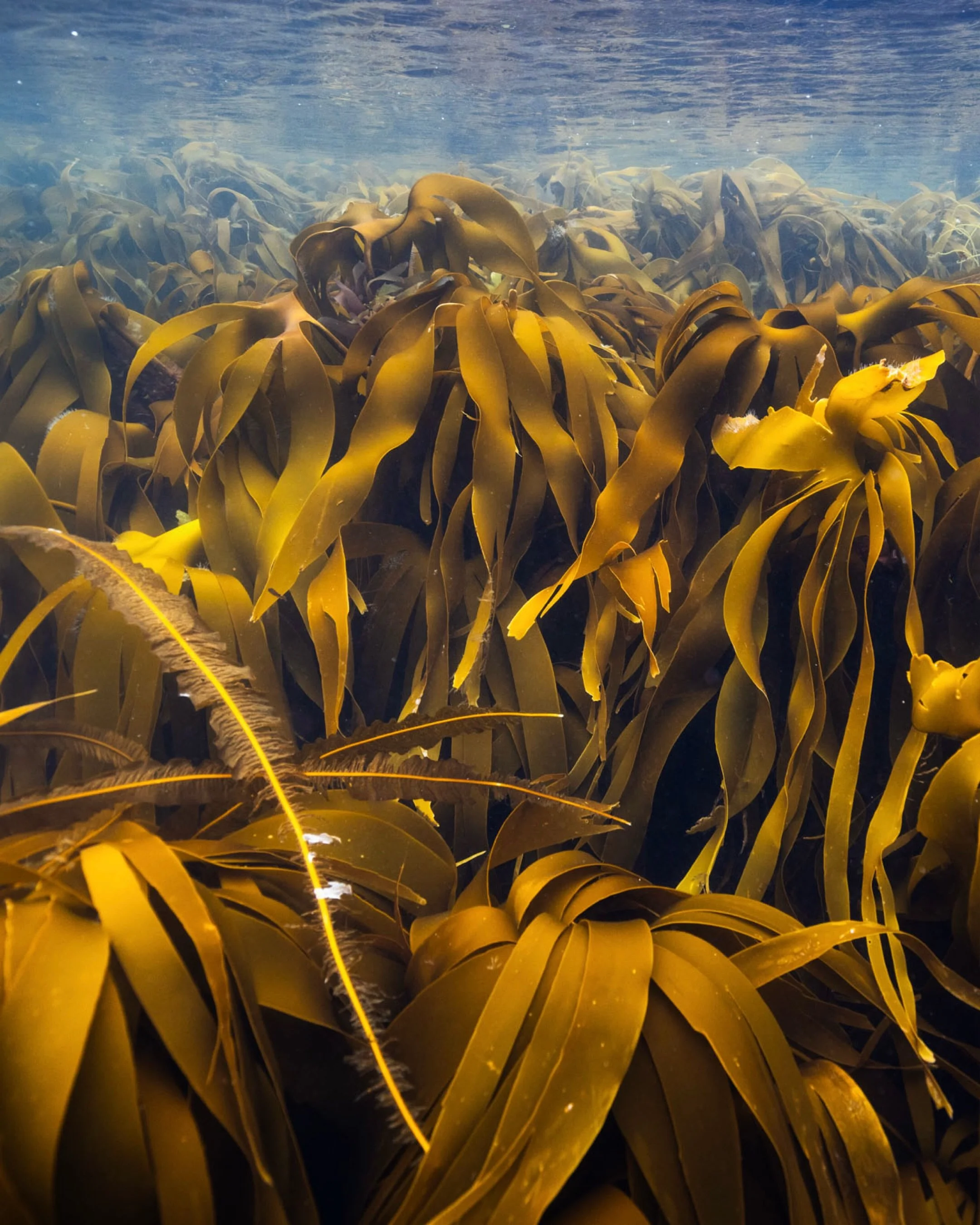 Field Notes From the Ocean: 

Inngripan, northwestern Norway, July and September 2023 and July 2025. Same warm sun, same blue sky, same noisy seagulls above. But beneath the surface, the story had changed. Filamentous algae smothering the kelp. Exces
