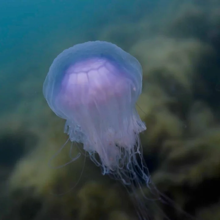Field Notes From the Ocean:

Dryna, May 30, 2026. The 205th place documented since I started this project. I guess I had false hope getting in the water this Saturday. A hope that the massive filamentous algae bloom suffocating the kelp forests along