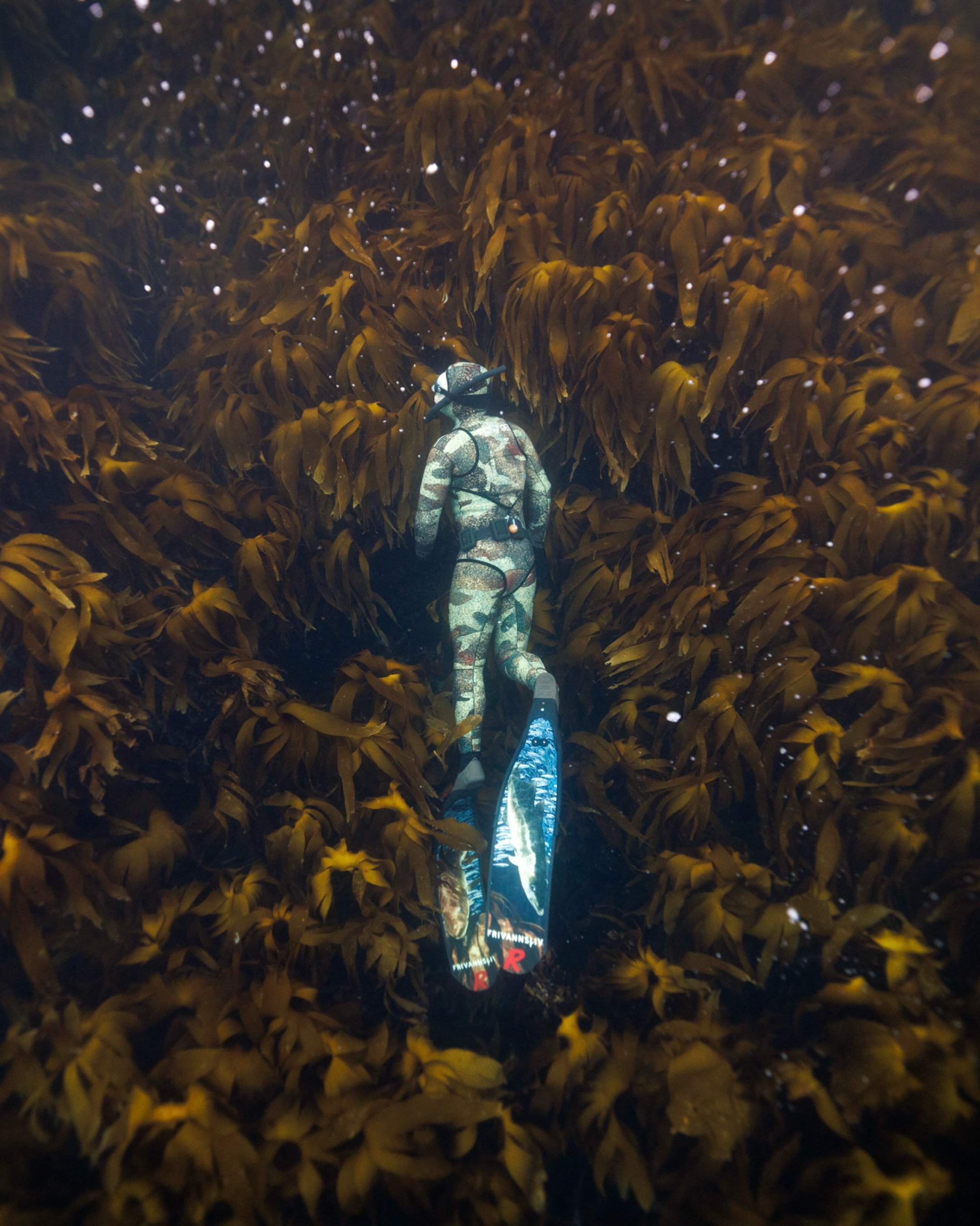 Field Notes From the Ocean:

Nyksund, September 17, 2024. 
Nyksund, July 29, 2025. 
The same spot.
It is still a paradise out at sea. But not in my sheltered underwater studio.
Change is coming fast to this wild place at the end of the world.
&hellip