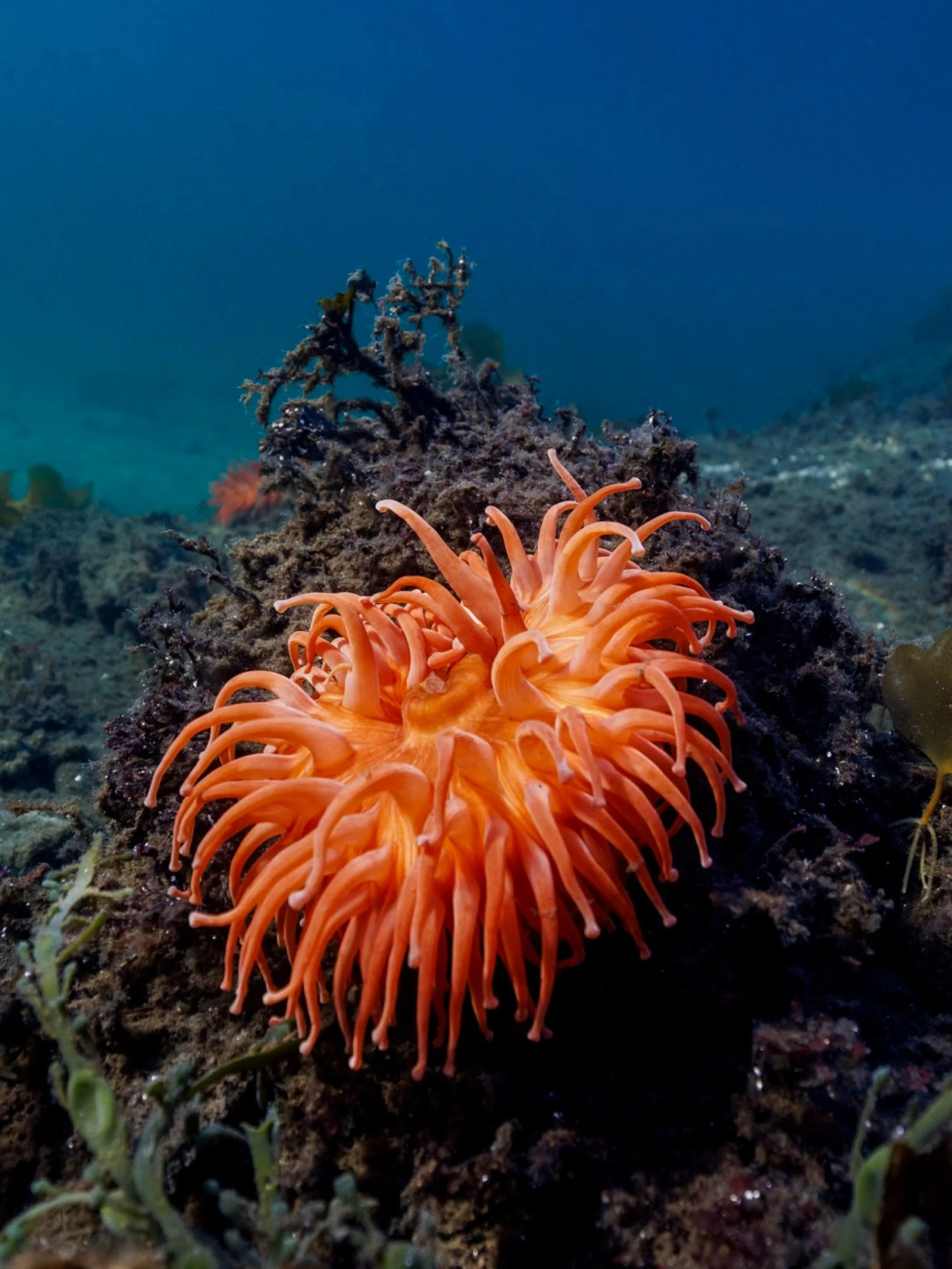 Field Notes from the Ocean on World Ocean Day:

&Aring;lfjorden, February 9th, 2025 and August 14th, 2025.
By a small island, a hundred meters from the pipes, I found hope. Or was it?
Sea anemones and a few kelp leaves fight their way up through a la