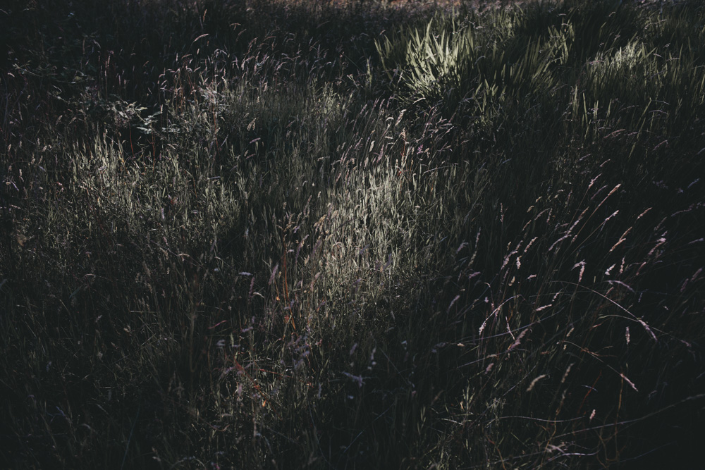 meliamelia_009.jpg