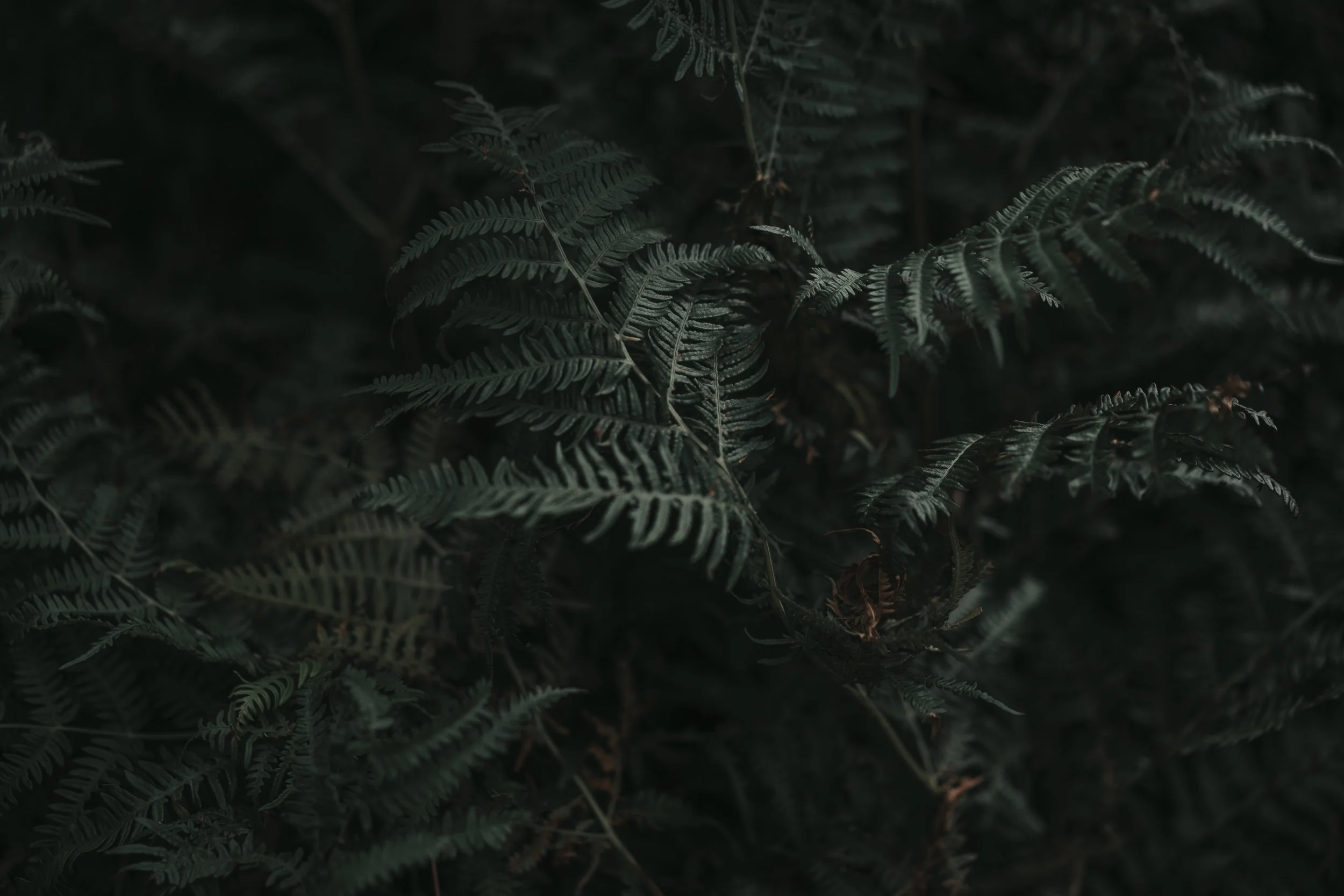 themelias.co 01-2.jpg