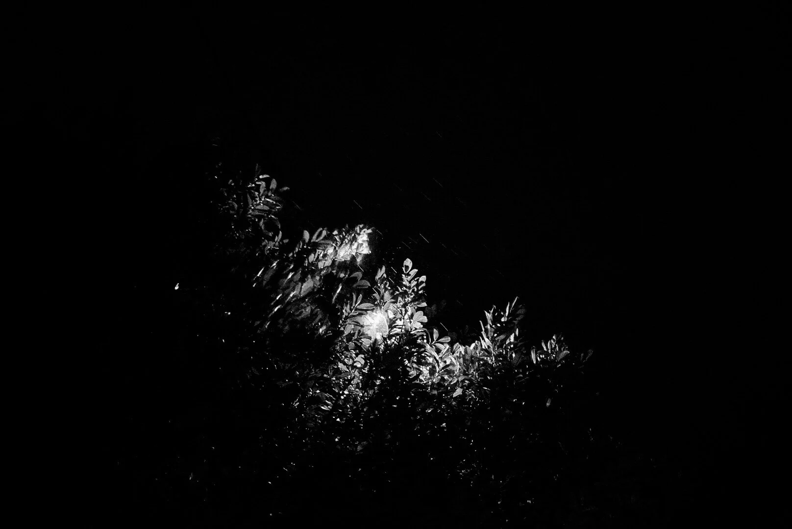 _DSC4790.jpeg