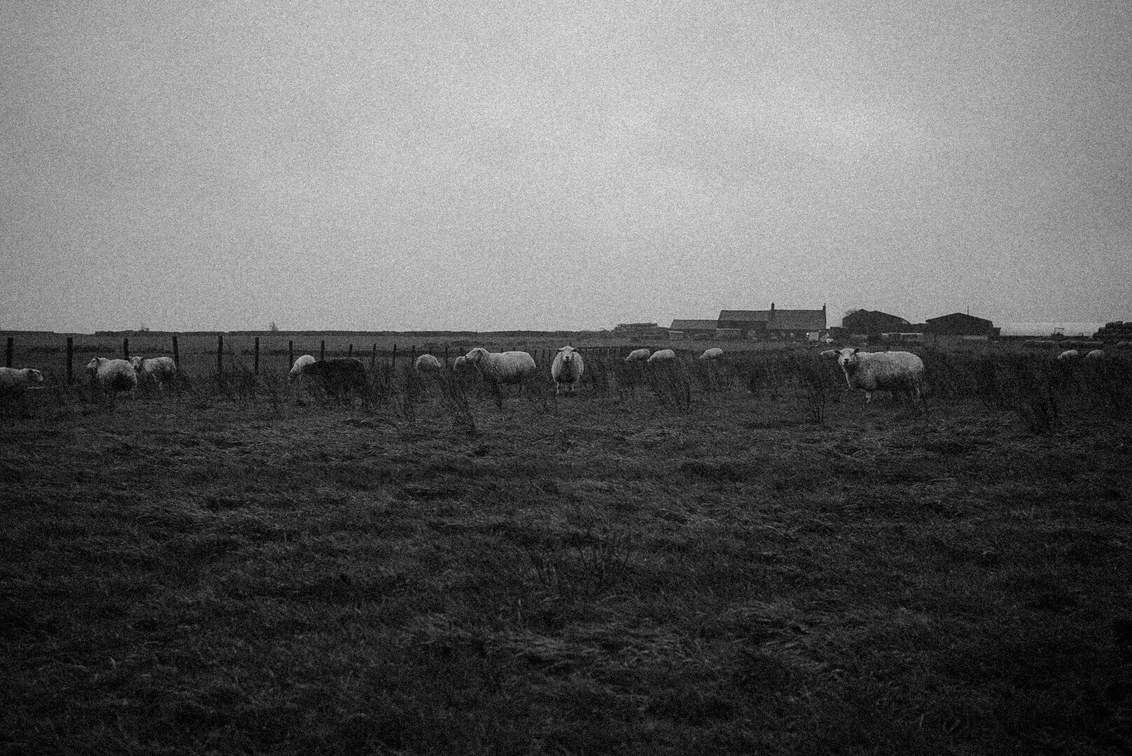 _DSC4953.jpeg