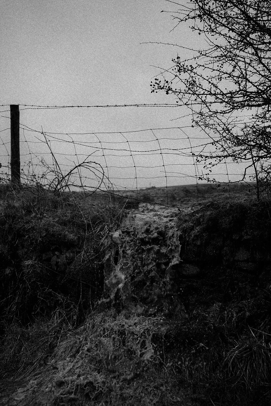 _DSC4913.jpeg
