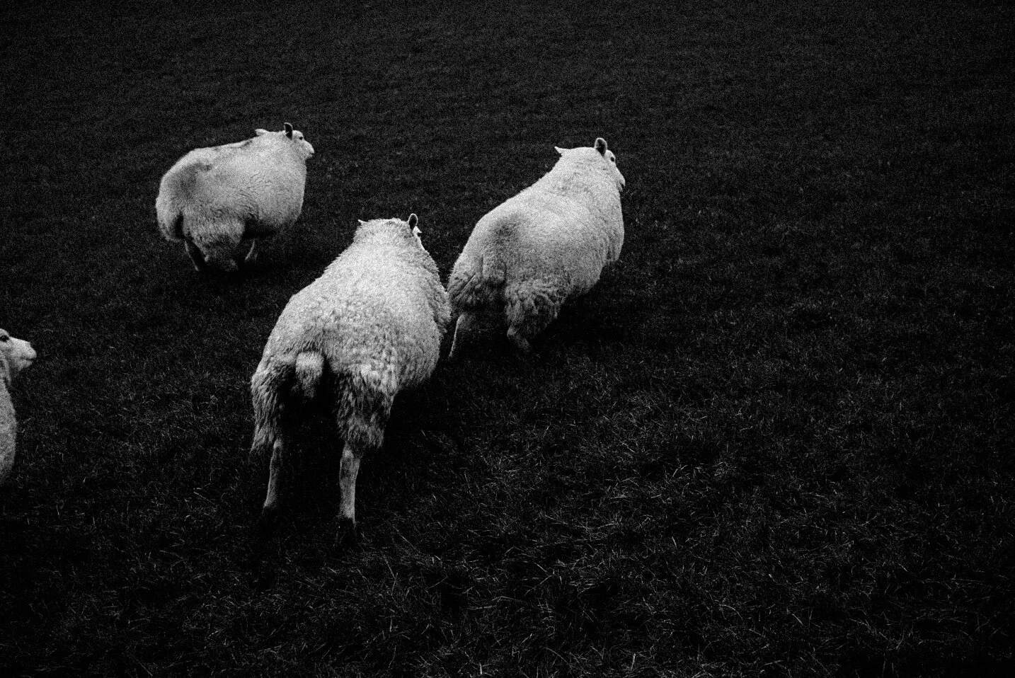 _DSC4929.jpeg