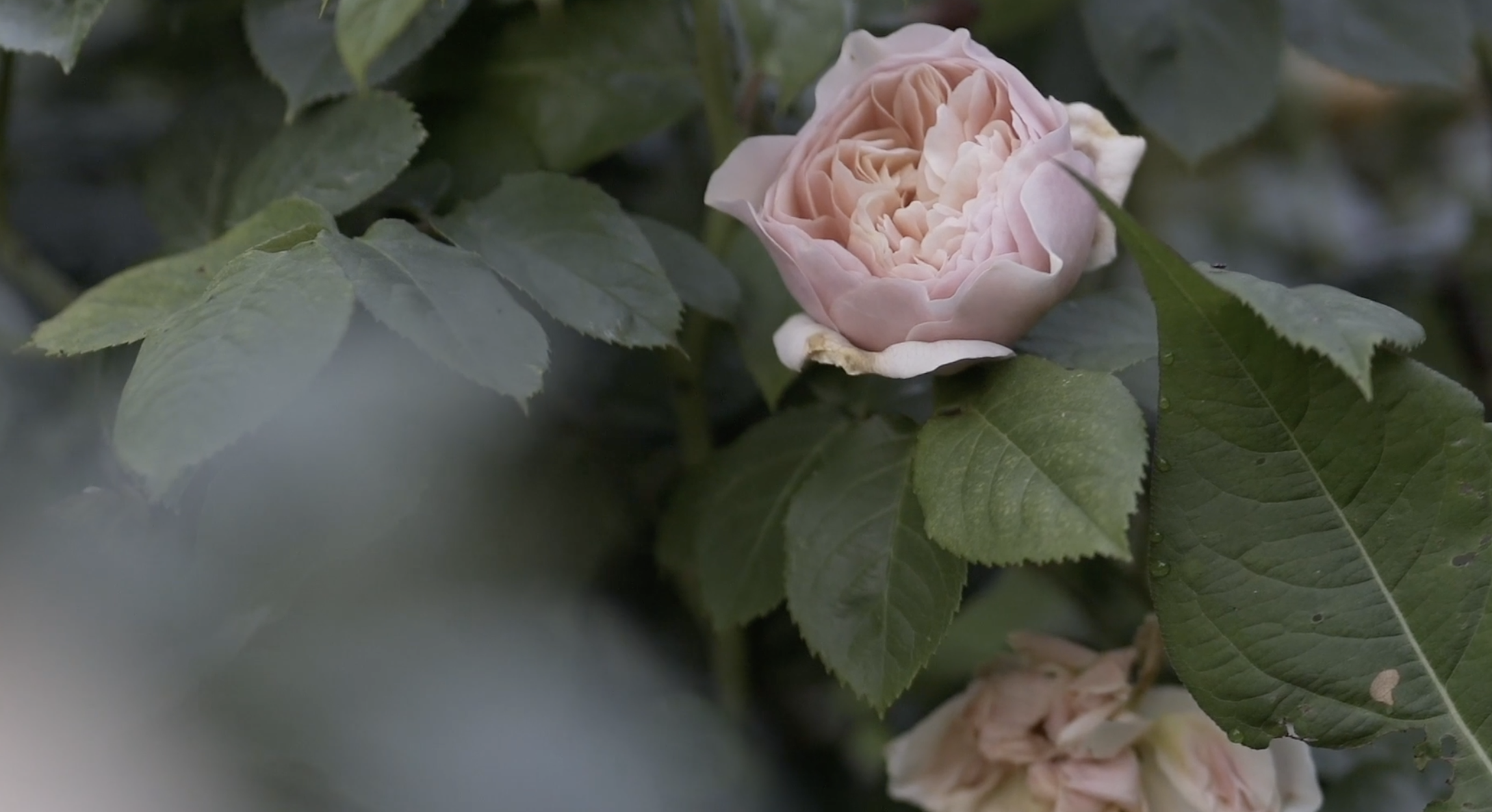 The Garden in Autumn 