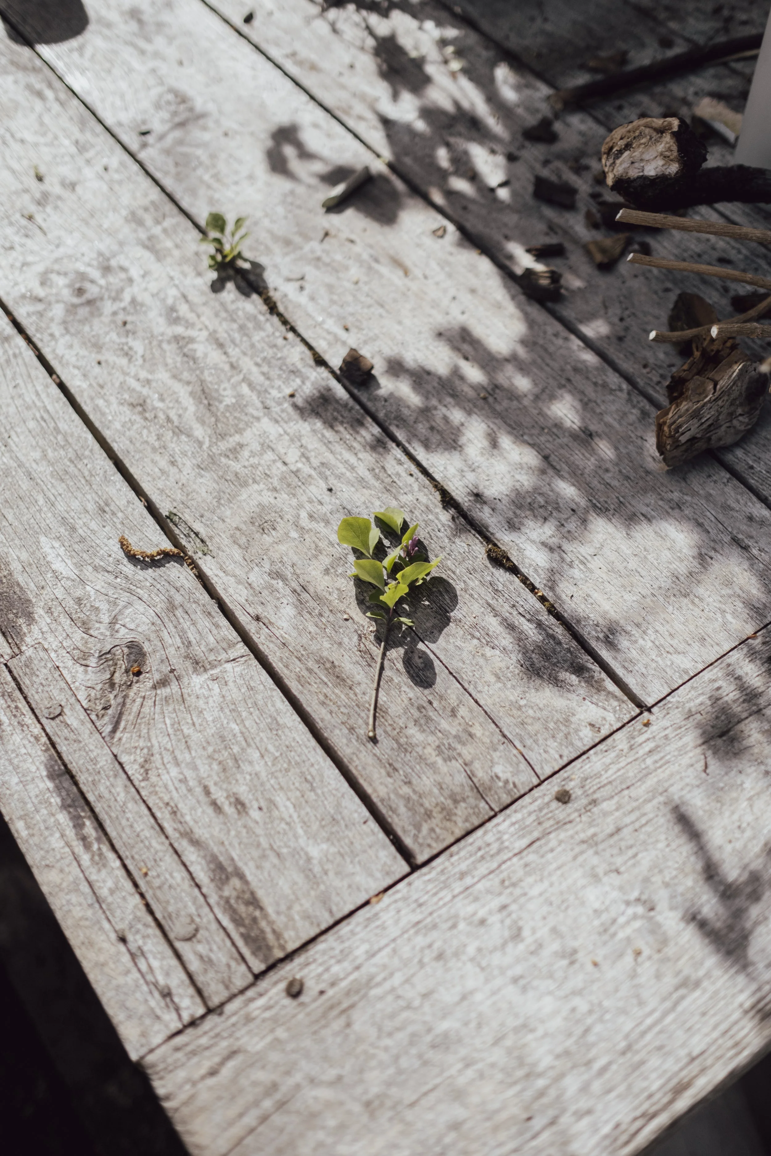 A small green plant growing between weathered wooden planks on a deck.