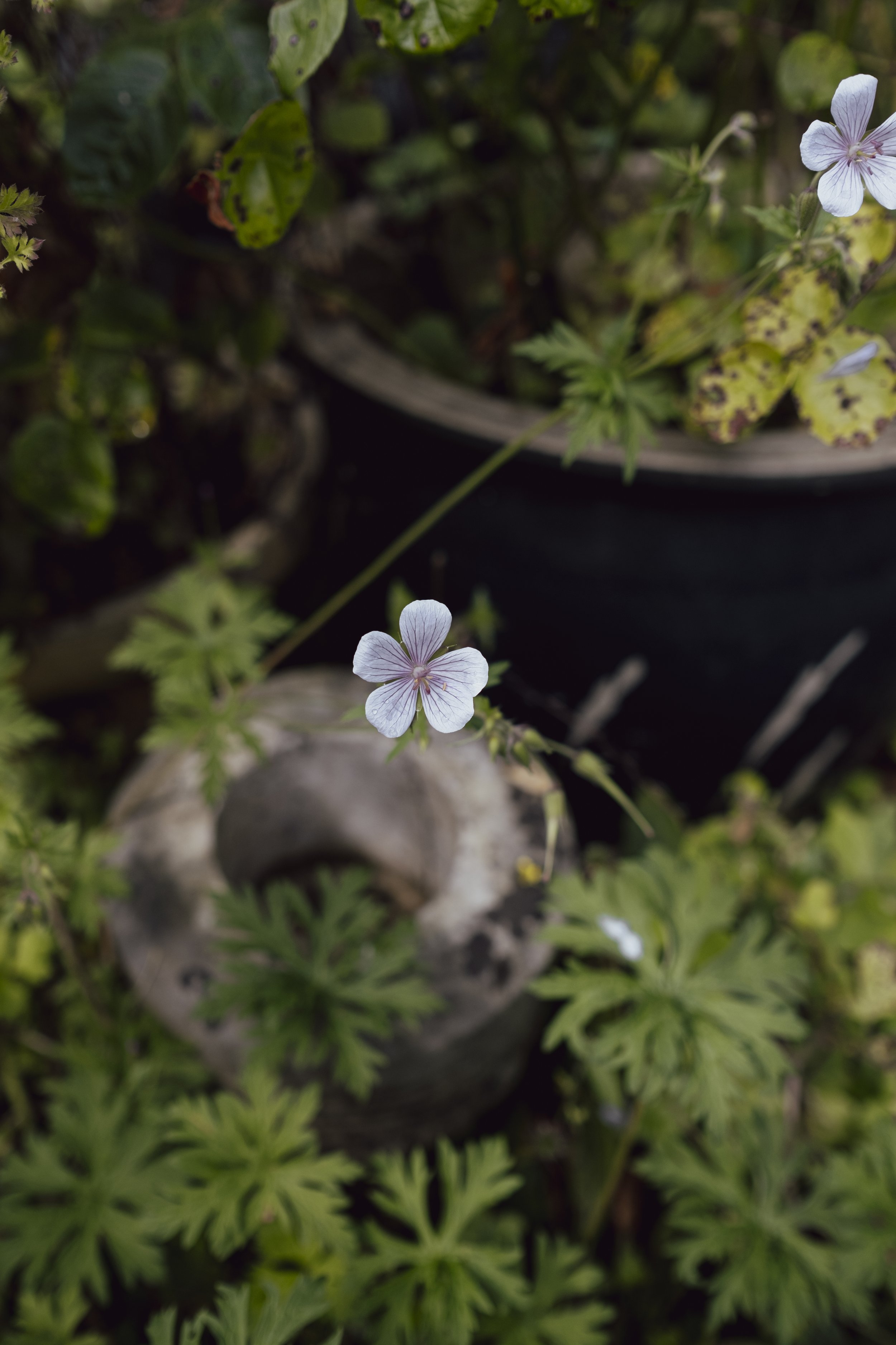 fionasecretgardengathering-51.jpg