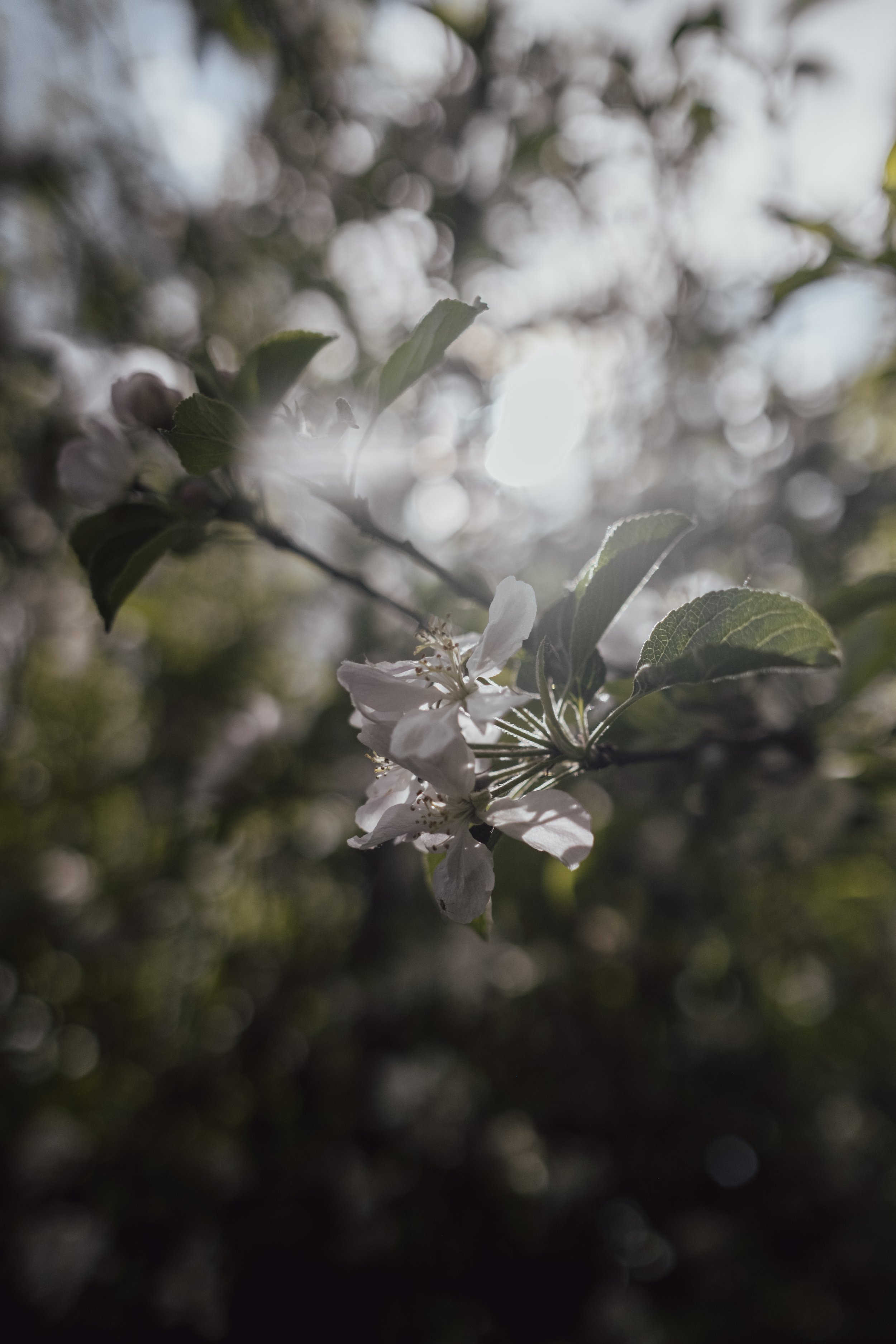 LauraLeary-34.jpg