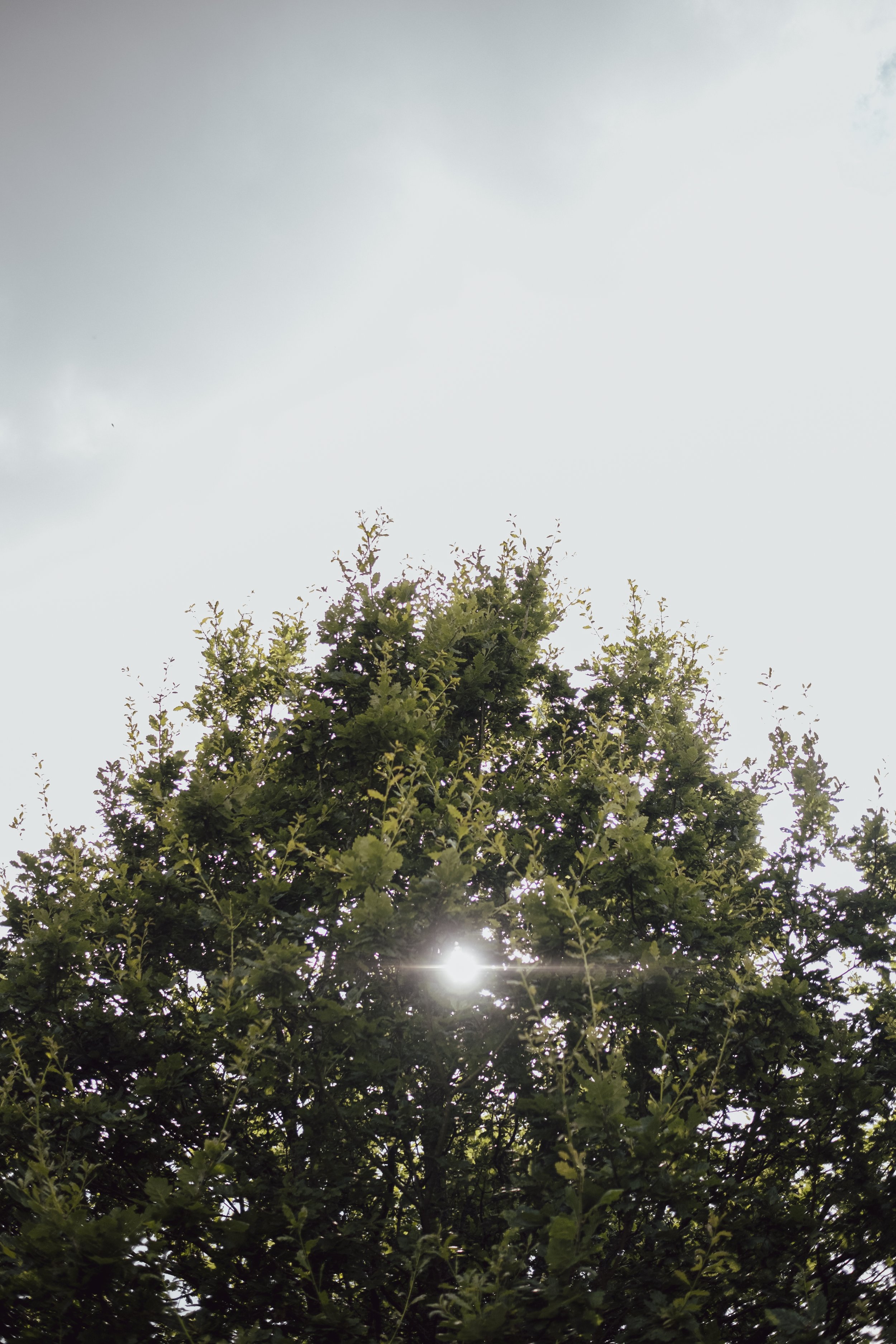 ImmatureGarden-83.jpg