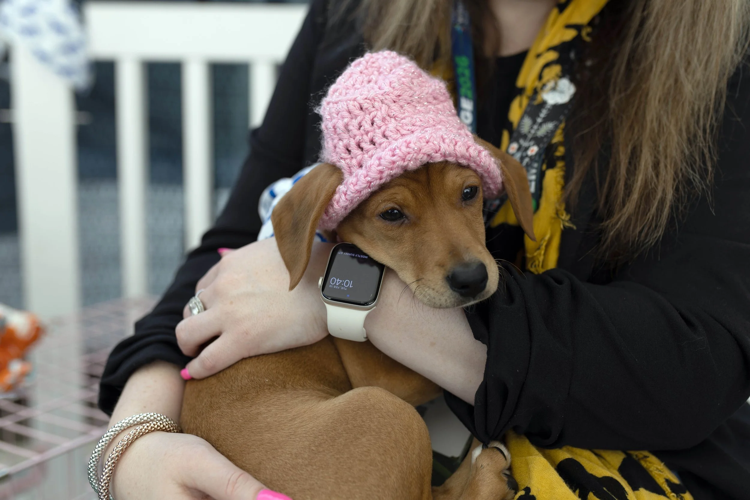 puppy 01.jpg