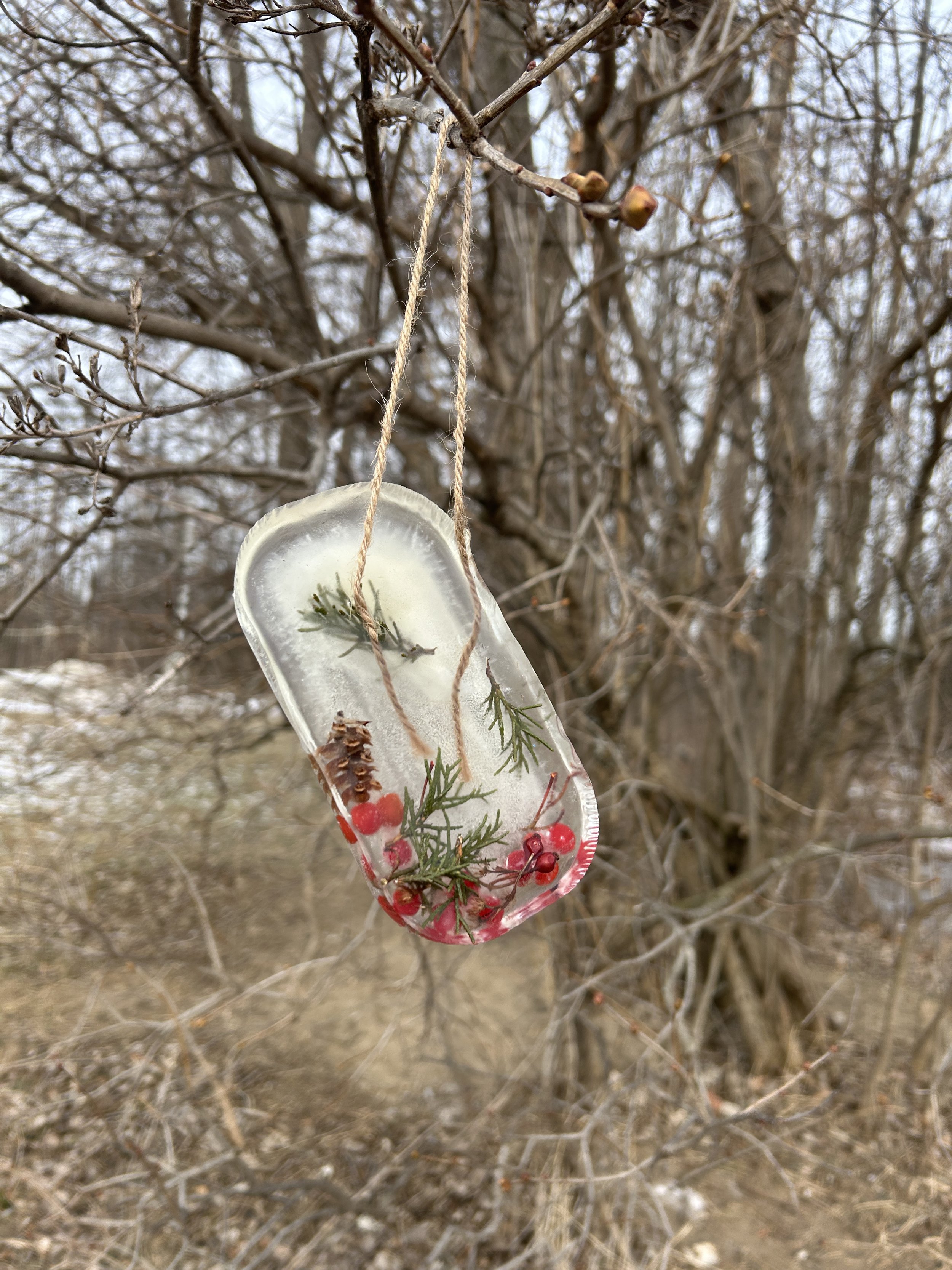 a frozen block of ice with pine needles and red berries frozen inside, hanging from a branch