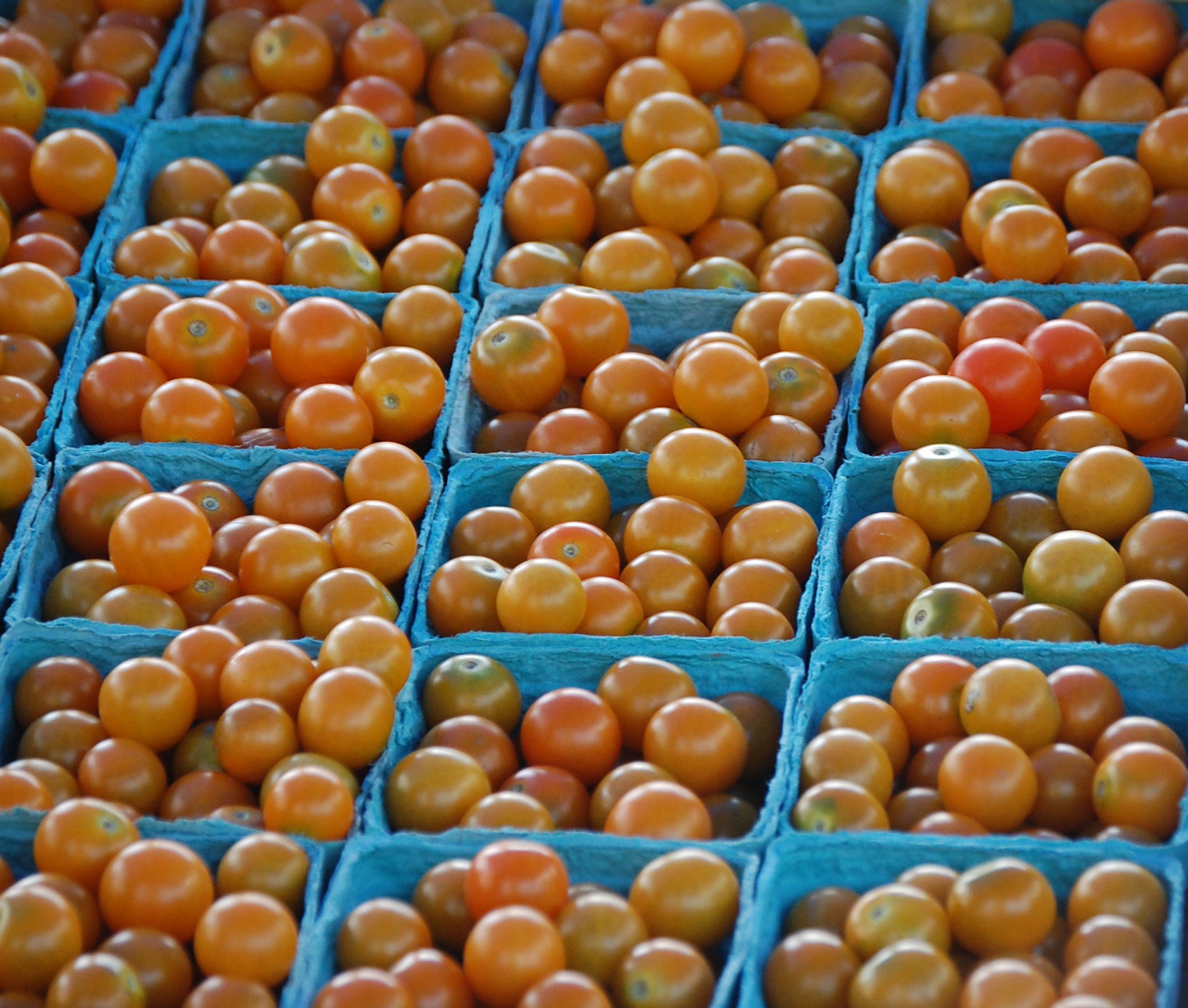 sungolds.jpg