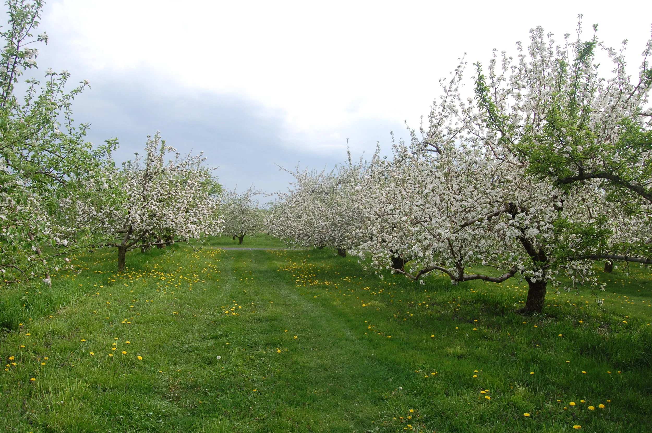 Apples, Cider Donuts, and Local Agriculture:  Celebrating 50 Years with Hackett’s Orchard