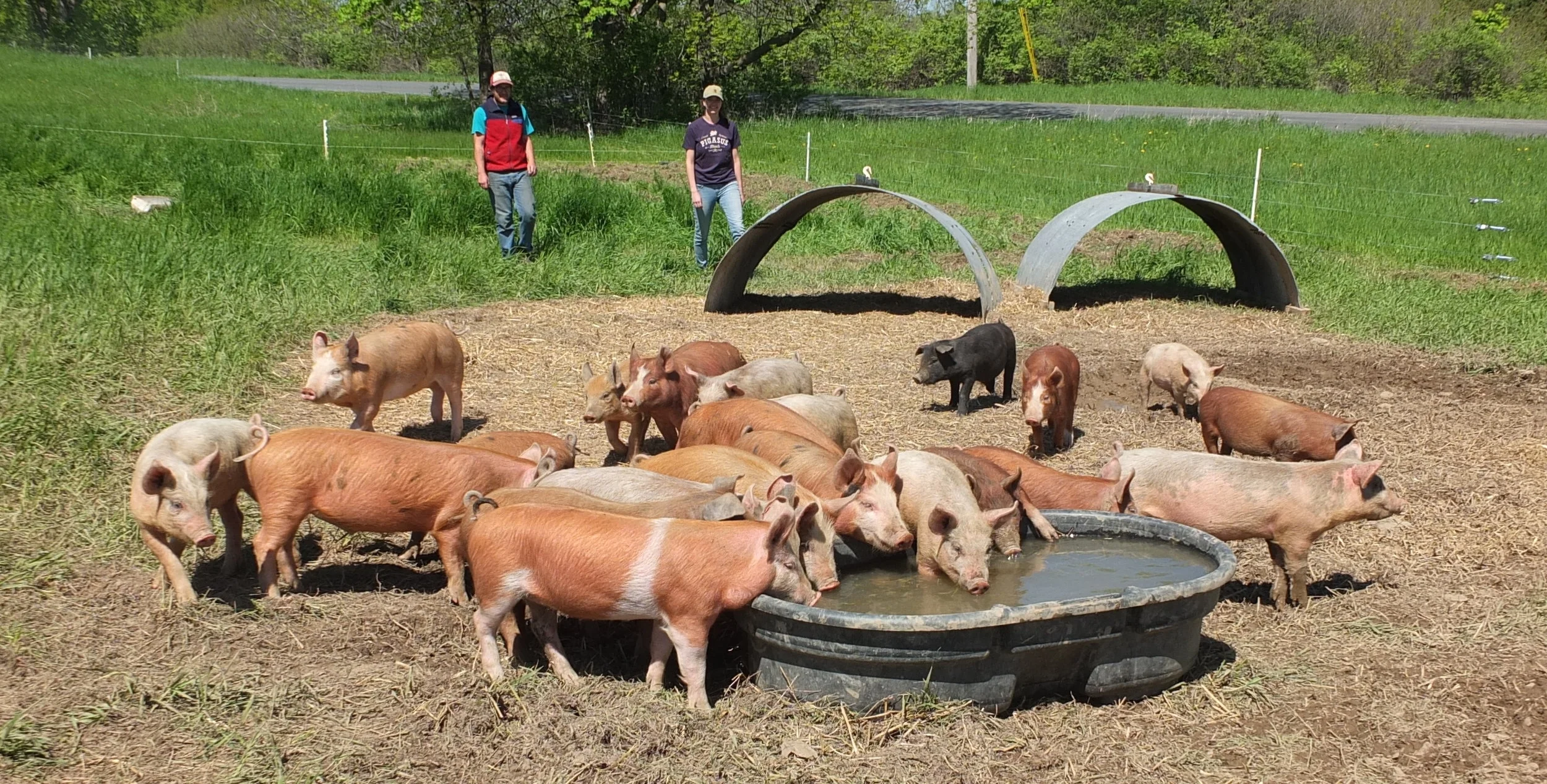 Have You Met South Hero’s Newest Farmers?