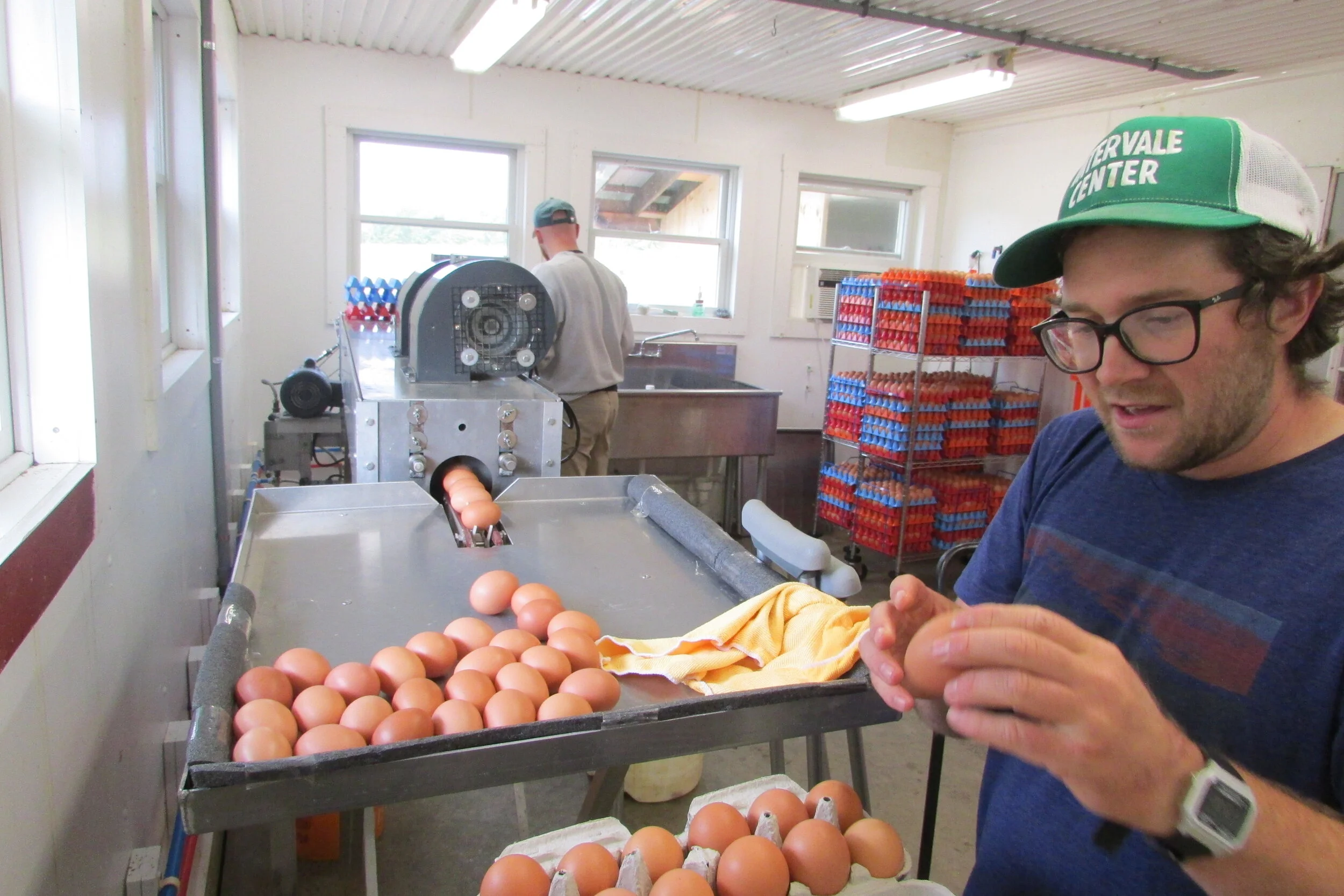 A New Life at the Landon Farm: Pigasus Meats Puts Animal Welfare First