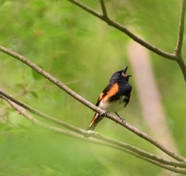 Morning Warblers and Wetlands Walk