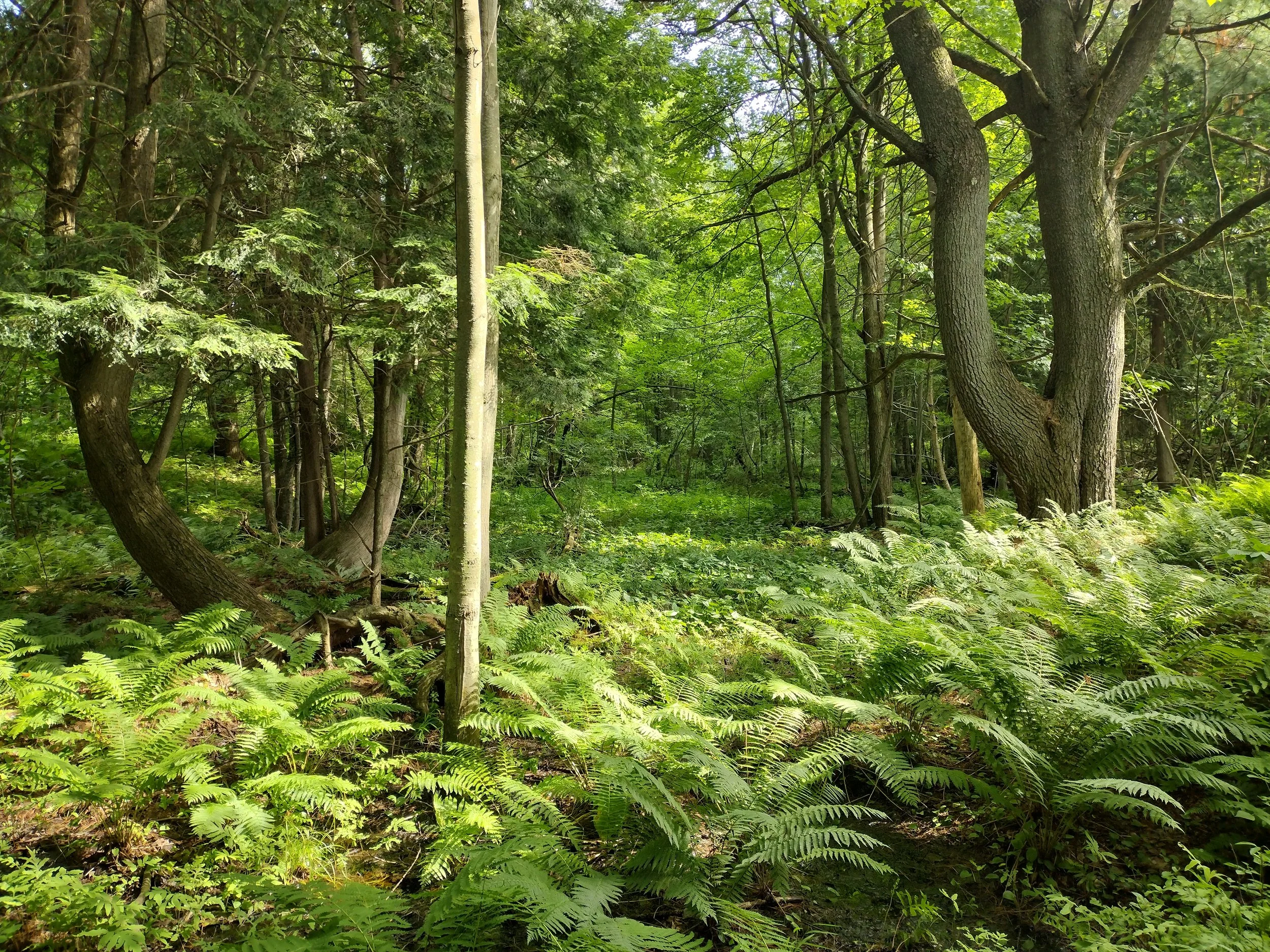 Abenaki Speaker Series: Conor Hawk Cubit on Environmental Stewardship