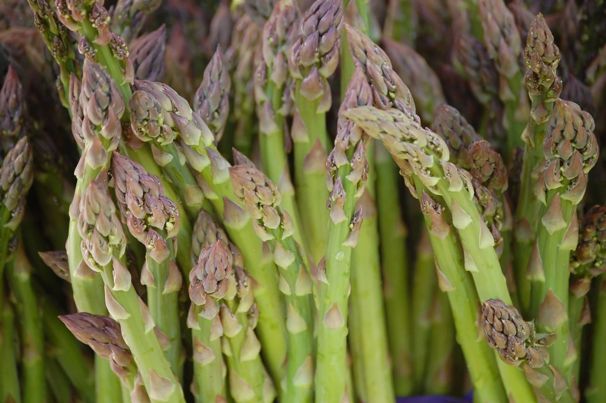 SHLT at the Farmers Market