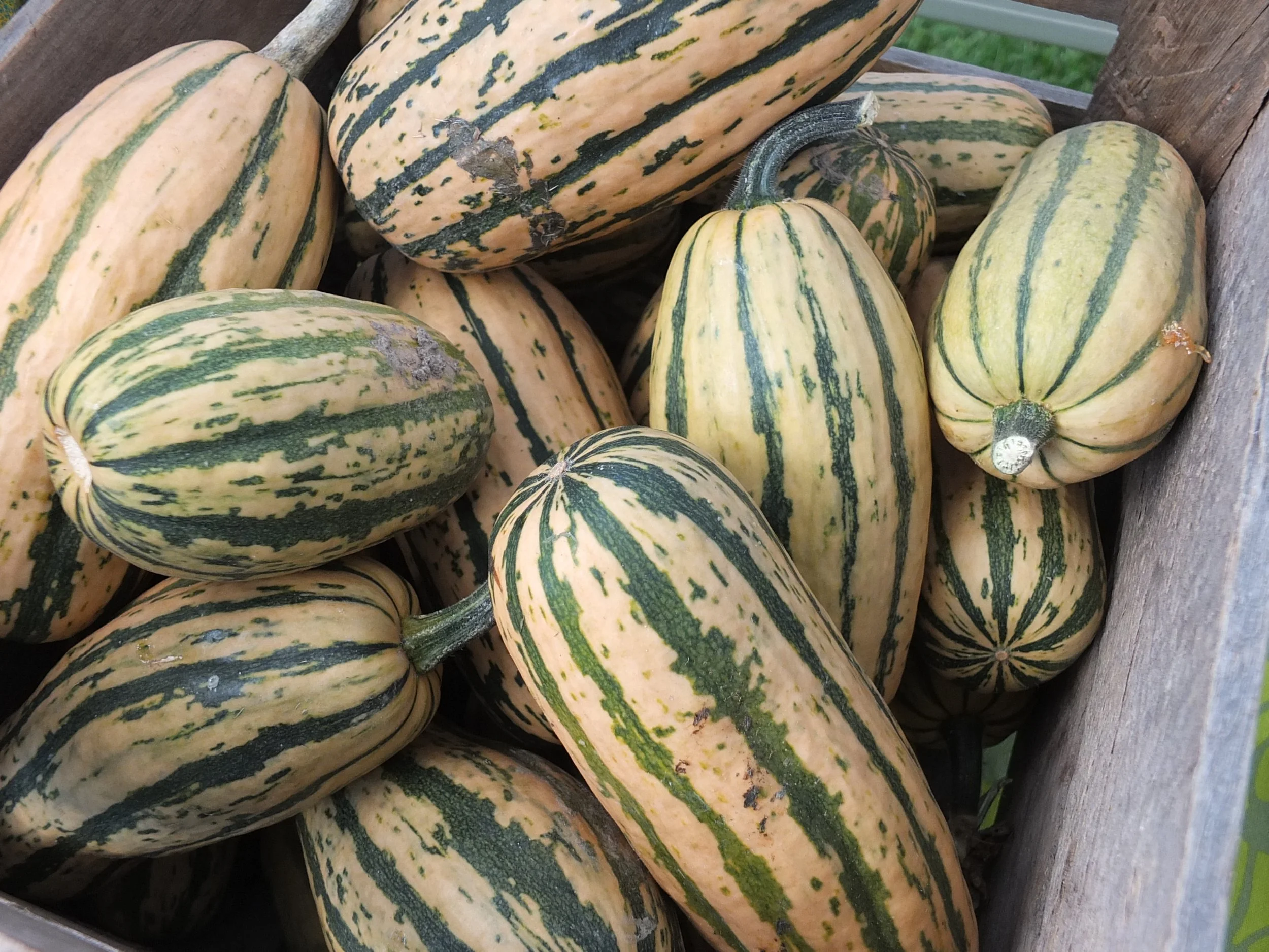 Champlain Islands Farmers Market Harvest Fest!