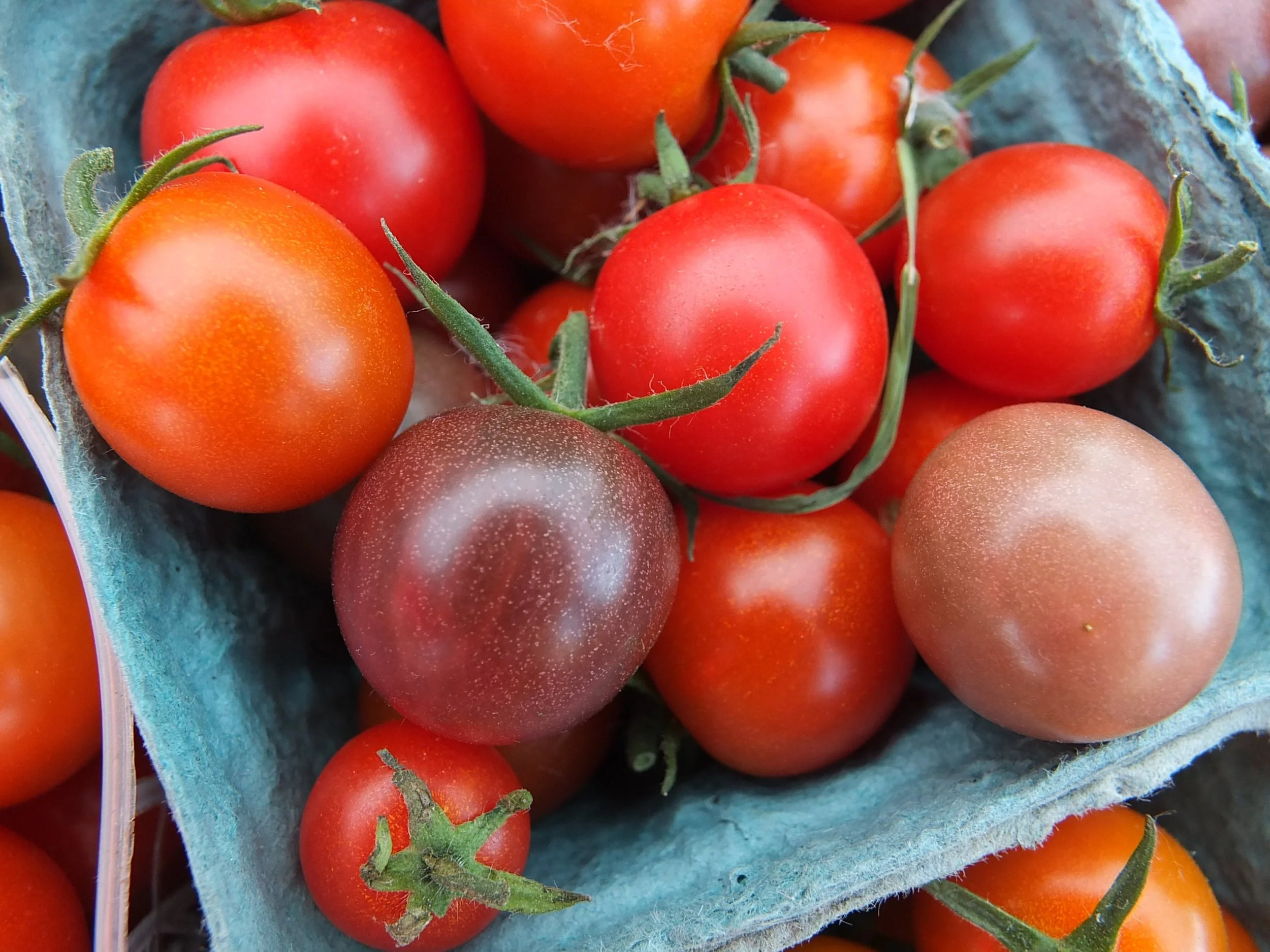 SHLT at the Farmers Market