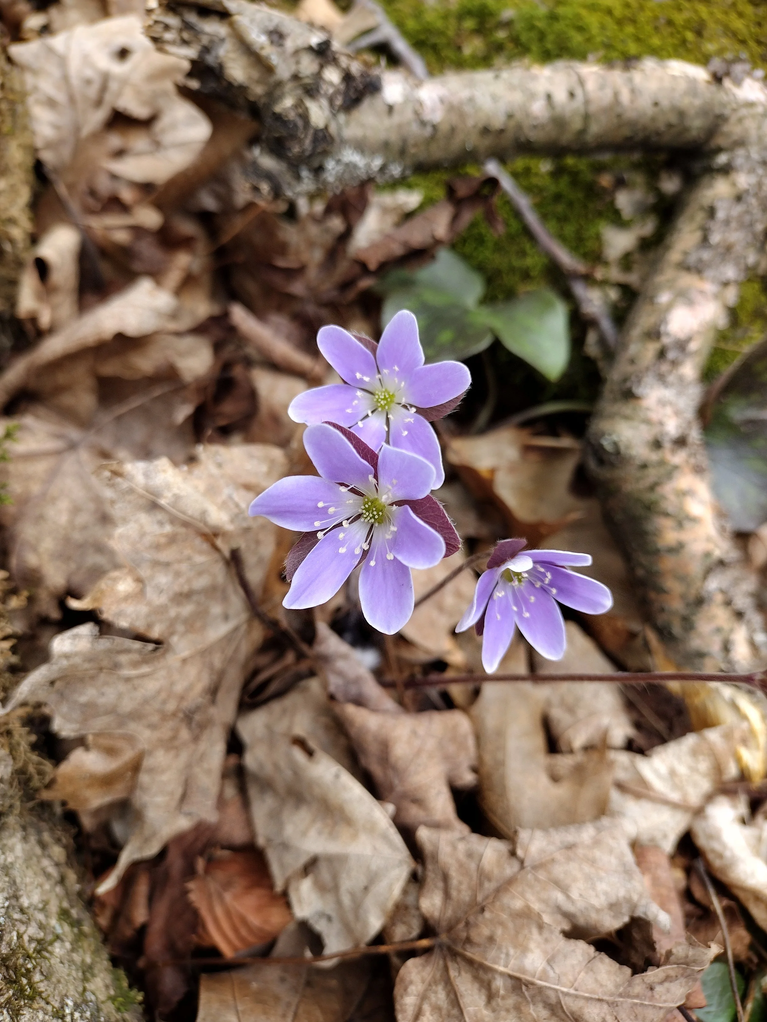 Spring Wildflower Walk