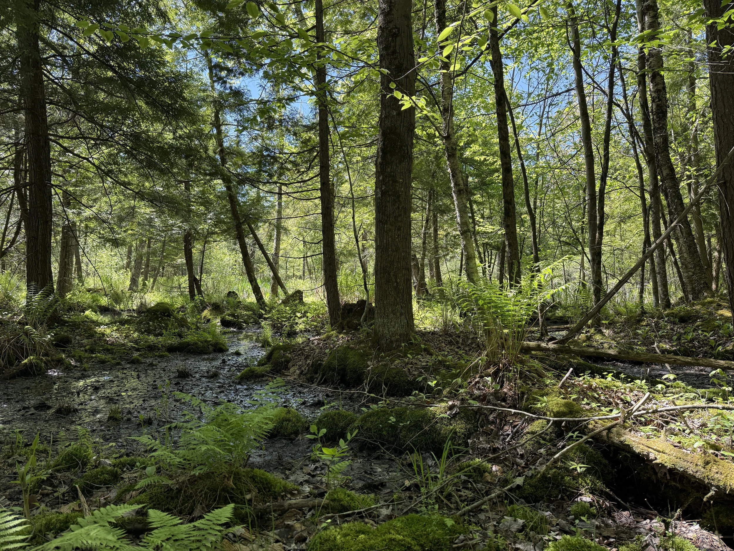 Lalumiere_visit with Brian_pine forest marsh 2.JPG