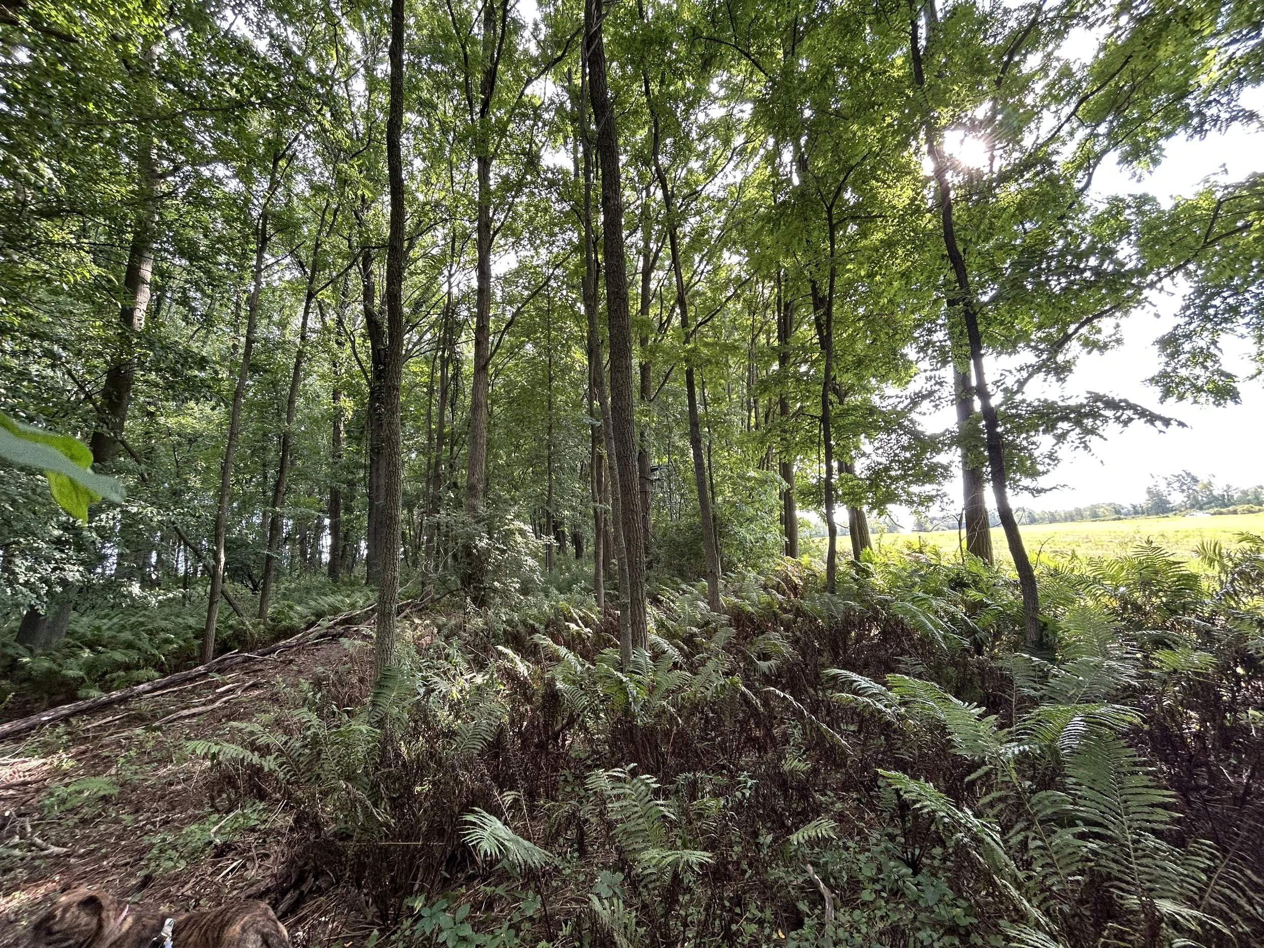 Volunteer Work Party: Islandacres Trail 