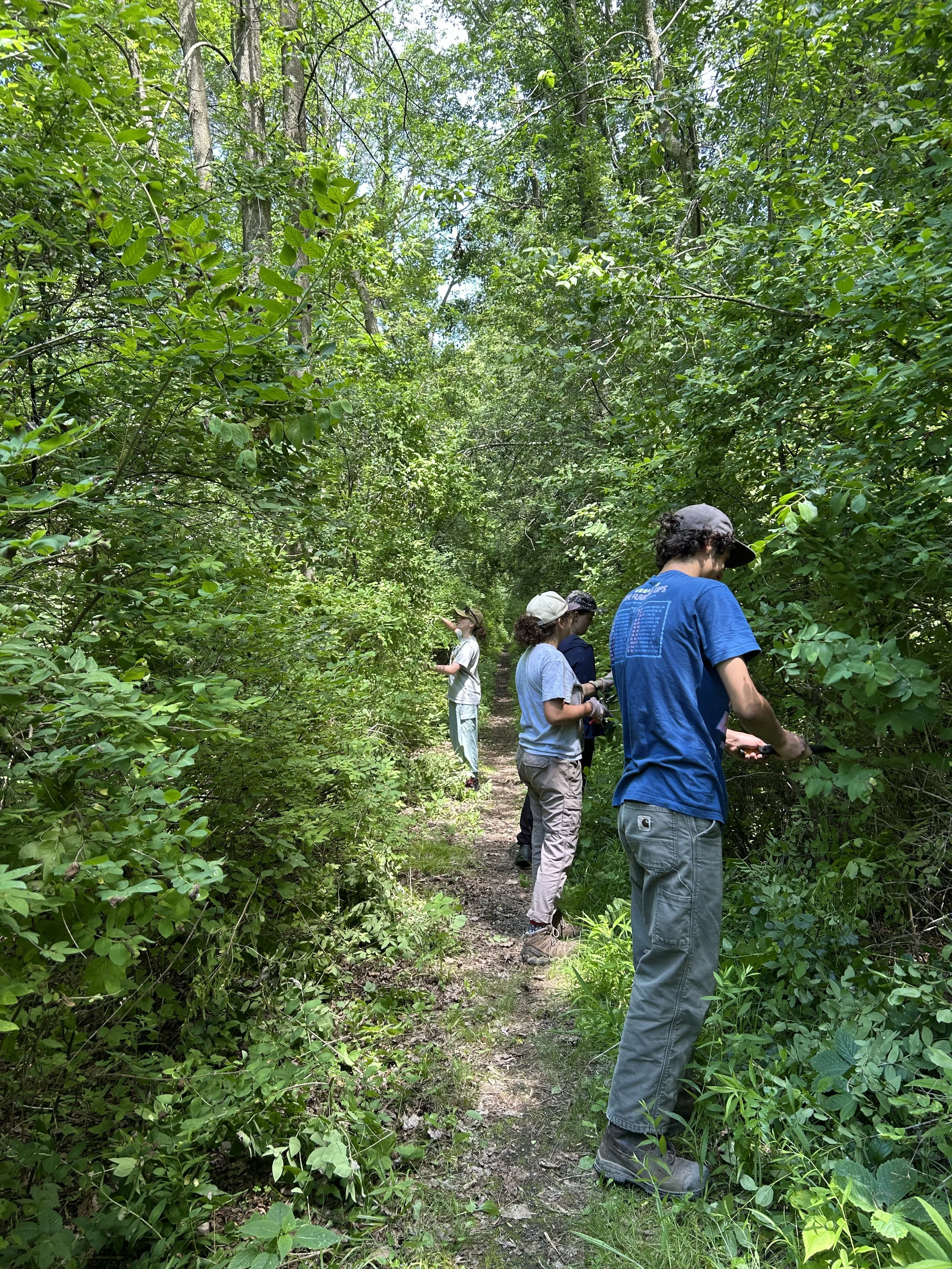 Max and two other volunteers, clearing the Roy Marsh trail with clippers and shears