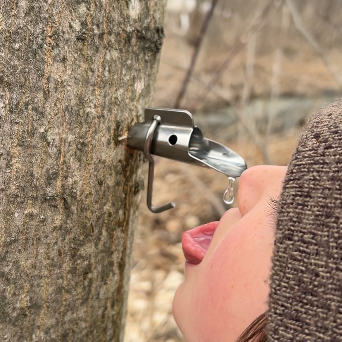 Sampling from a freshly tapped maple tree