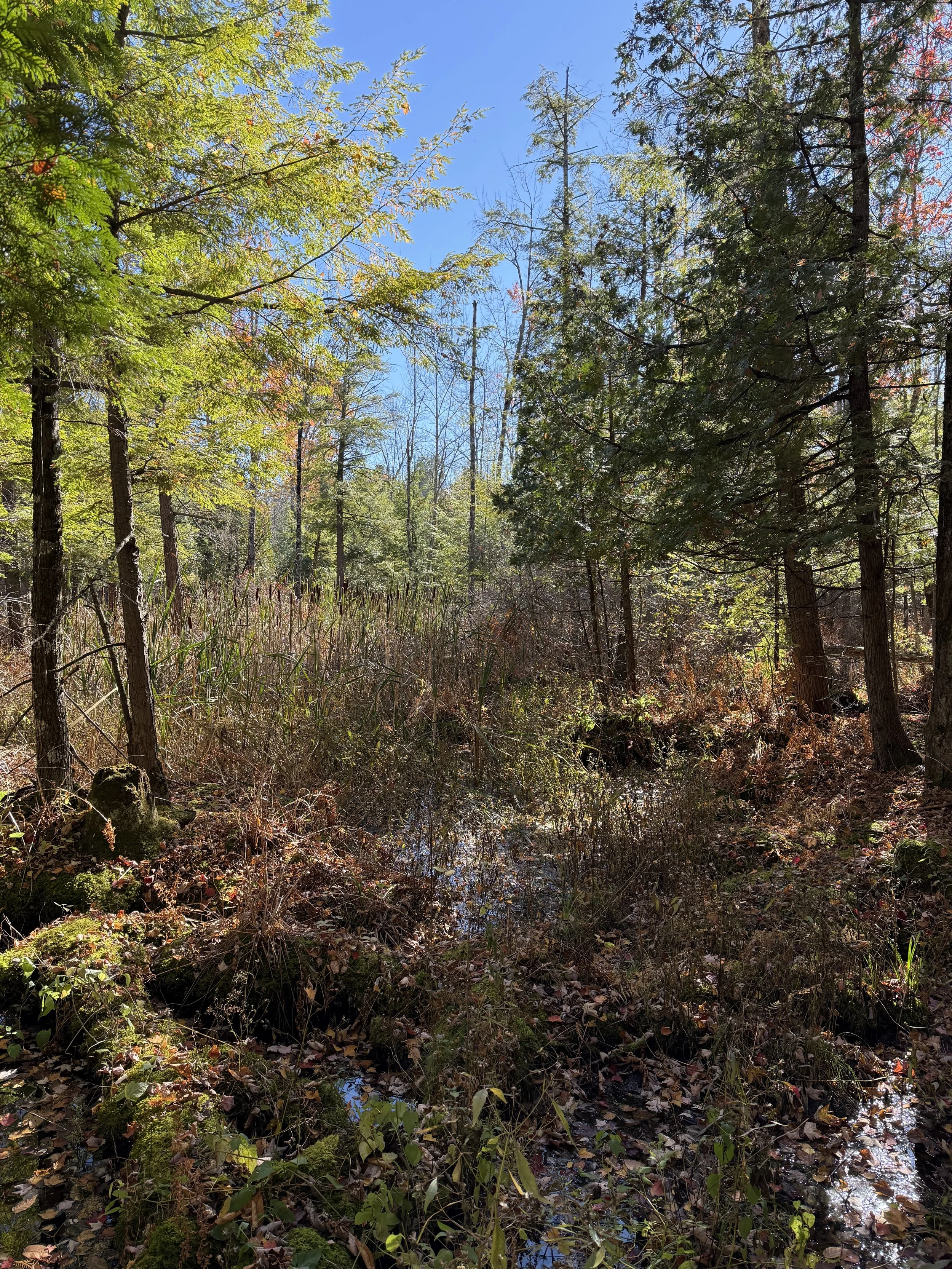 view of the forested wetlands in late autumn