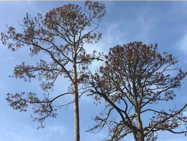 Dead pine trees line some roads in the Palmetto Dunes resort community. Maggie Angst