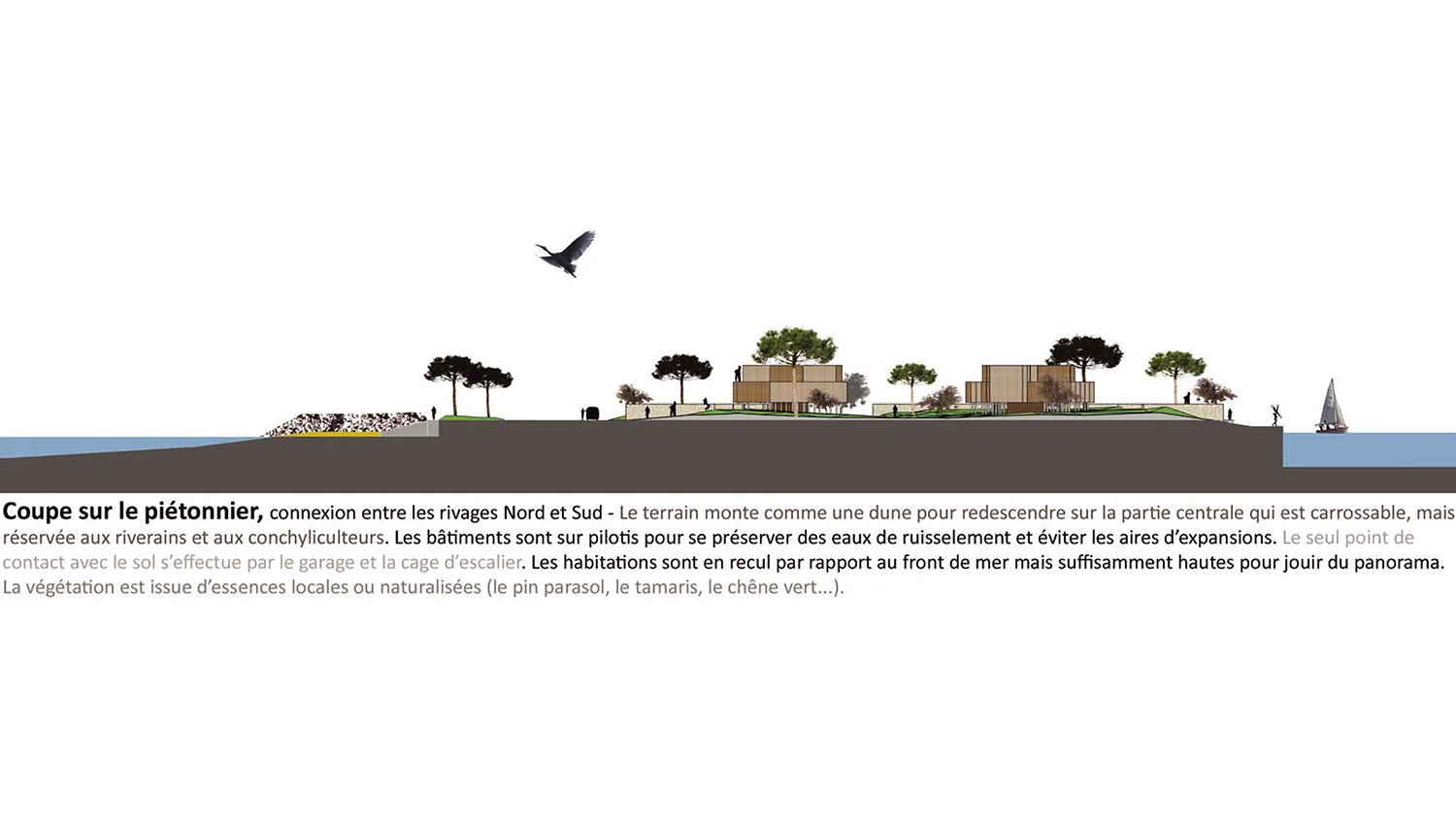 Xynthia-coupeTransversale-urbanisme&paysage-alterlab.jpg