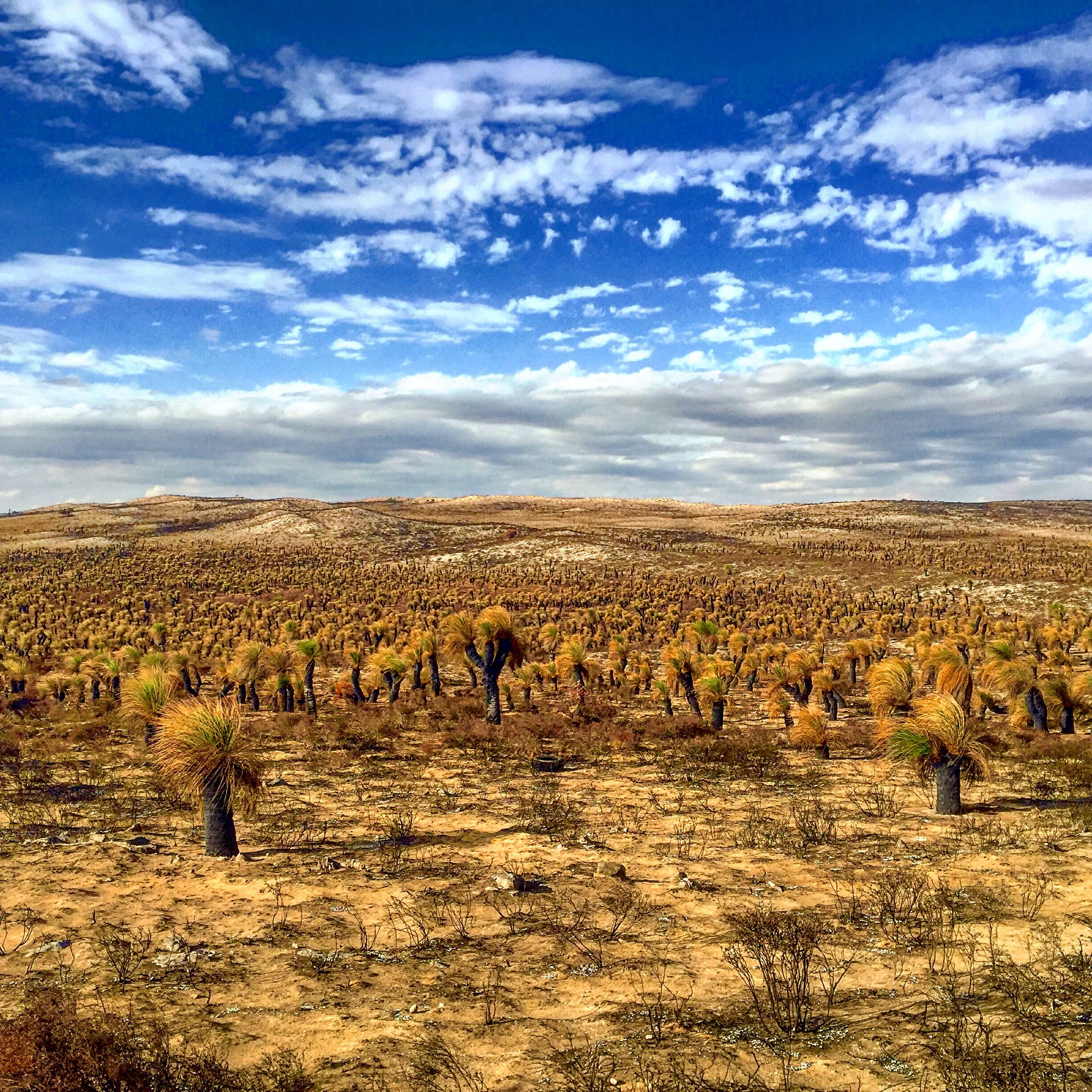  Grass Tree Preserve, Western Australia 