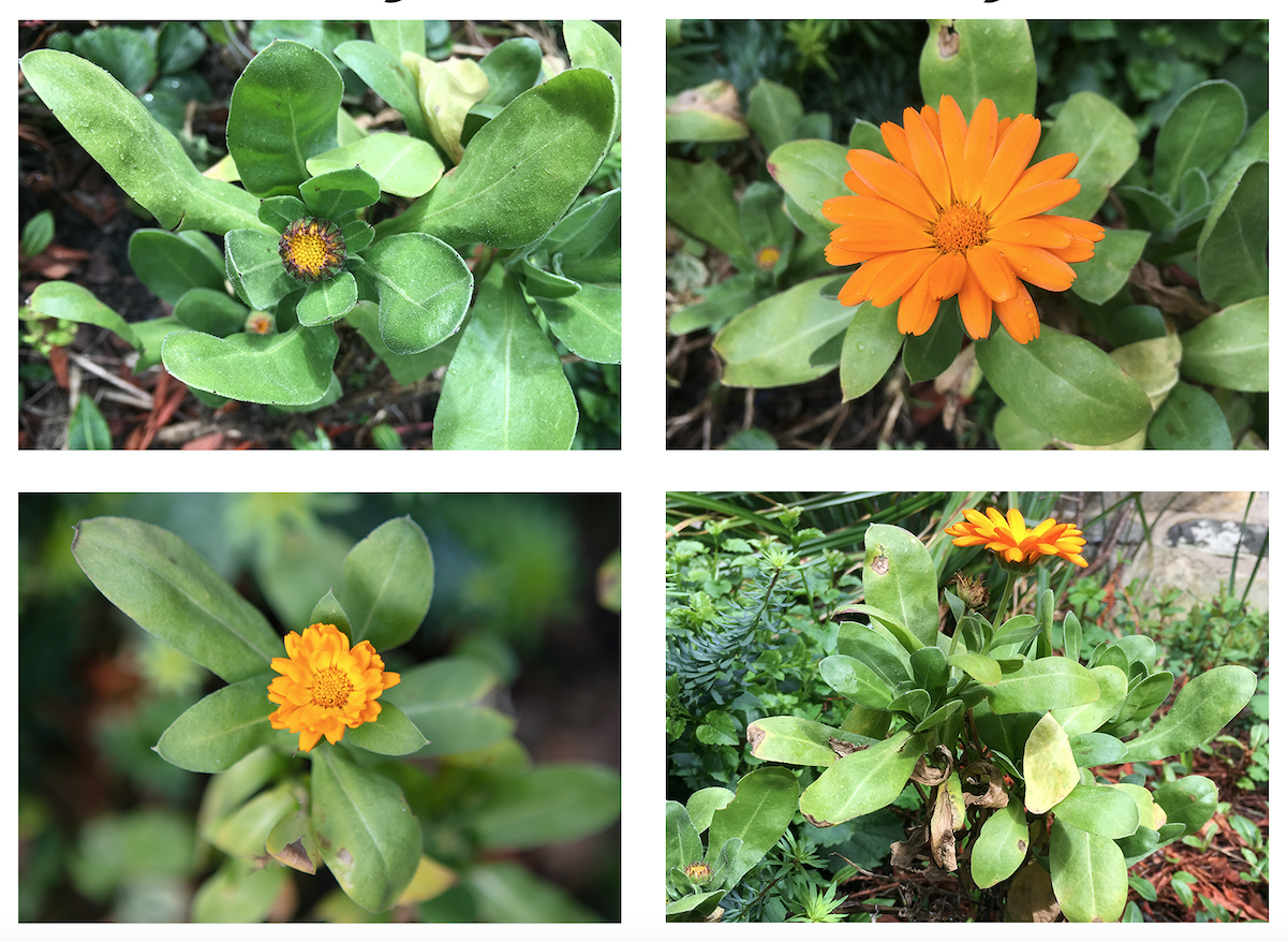 Plant of the Month – April Pot Marigold (Calendula officinalis) We can probably thank another (relatively) mild winter for the fact that our Pot Marigolds are flowering again (although technically a perennial they are often treated as an annual due to their susceptibility to cold winters). Although we aren’t growing enough to supply Steve the Chef, the flowers (and, less so, the leaves) of Calendula can be used in cooking – hence their common name of ‘Pot Marigold’. Although of a different genus than the Common Marigold (Tagetes), both are associated with festivals celebrating the Virgin Mary (i.e. Marigold). According to Wikipedia, “The flowers of Calendula officinalis contain flavonol glycosides, triterpene oligoglycosides, oleanane-type triterpene glycosides, saponins, and a sesquiterpene glucoside.” According to Gerard’s Herball (1636), “Conserve made of the floures and sugar taken in the morning fasting, cureth the trembling of the heart.” .