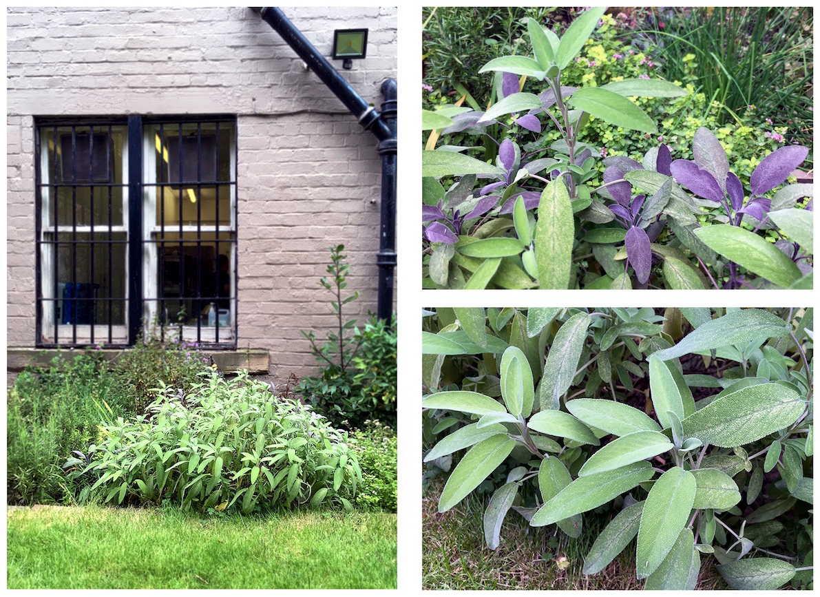 Plant of the Month – September Sage (Salvia officinalis and S. officinalis 'Purpurascens') By an (un)happy coincidence as I write this a person close to me is steaming their head with an infusion of this month’s Plant of the Month in order to ameliorate the symptoms of a cold. As they do so they are pursuing a remedy which has been tried for millennia and reflected in the plant’s botanical name which finds its root in the Latin ‘salvare’ which means ‘to cure’ or ‘to save’. Similarly the ‘officinalis’ element of the botanical name also refers to the plant's medicinal use as the ‘officina’ was, apparently, the traditional storeroom of a monastery where herbs and medicines were stored. Two types of sage feature in the Geddes Herb Garden and in the photographs above, ‘Common’ Sage and its cultivar Purple Sage. Common Sage tends to be grown for its culinary uses (together with Parsley, Rosemary and Thyme as the song reminds us) and Purple Sage for its splash of colour in the herb garden and herbaceous border. Both plants need regular pruning to maintain their shape and encourage new growth and can be easily propagated through cuttings.