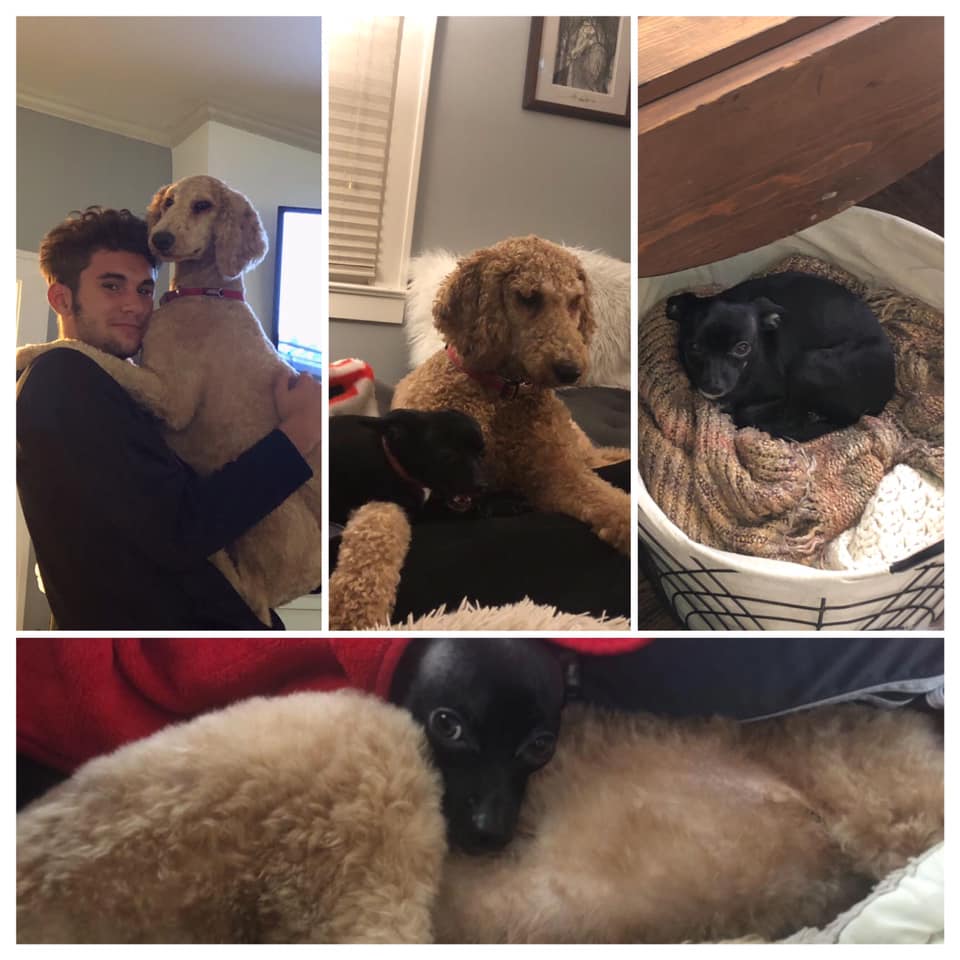  Jason Heims’ son Drew and dogs: Shazier, Golden Doodle, age 2. Tito, Chihuahua, age 3. Luna, Chihuahua, age 2. 