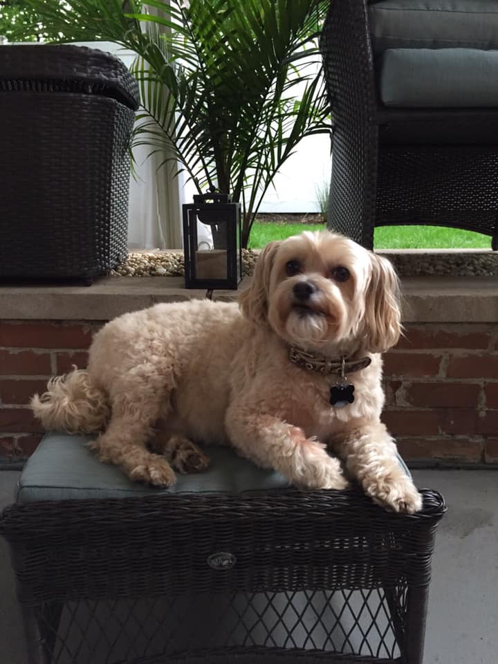  P.J and Lisa Miller’s dog Foster, a 9 year old Cockapoo (and Gidget’s brother) 