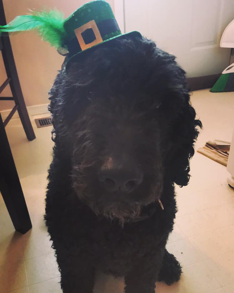  Emily Dinnen’s 10 year old Labradoodle and a regular Friday office visitor. 