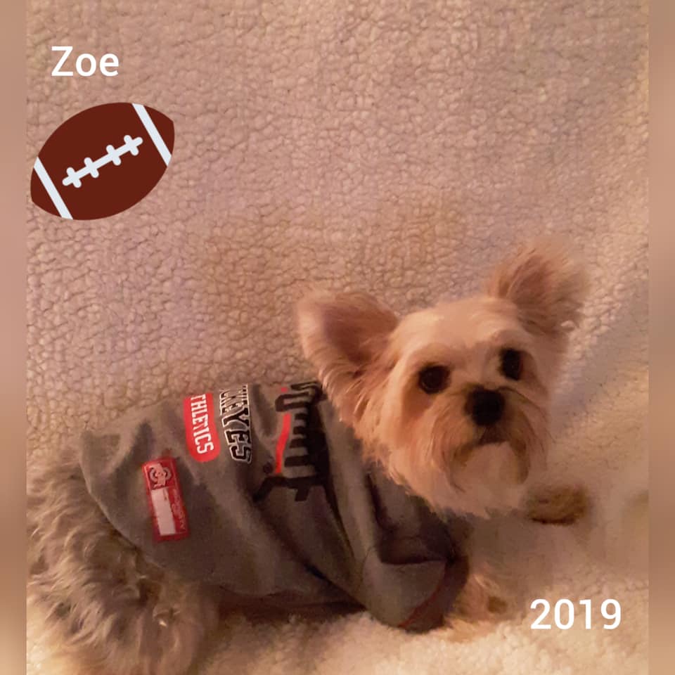  Lisa Webb’s dog Zoe, a 3 year old Yorkshire Terrier. 