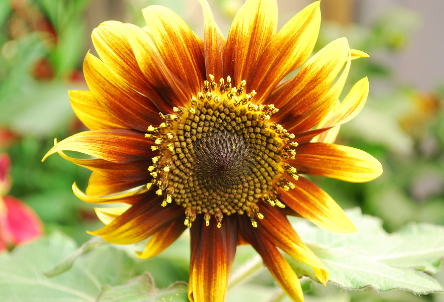 Sunflower Paquito Colorado