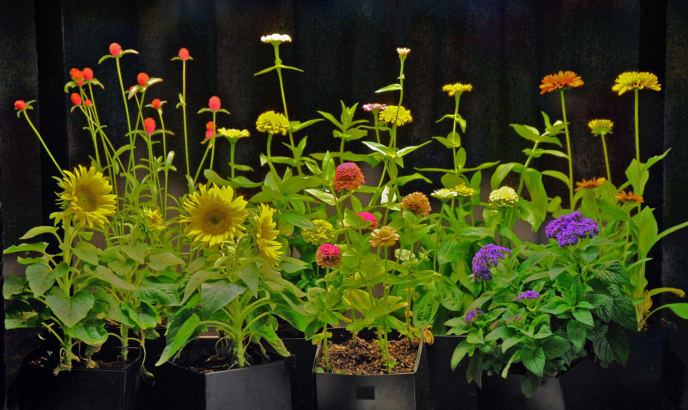 lots of flowers old large plastic cropped.jpg